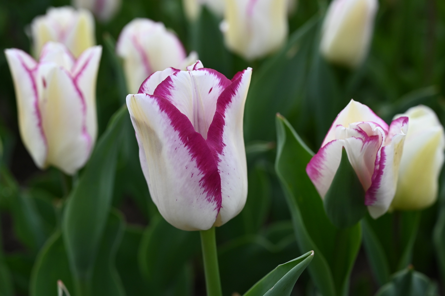Nahaufnahme einer weißen Tulpe mit pinkem Rand, umgeben von grünen Blättern und weiteren weißen Tulpen im Blumenbeet