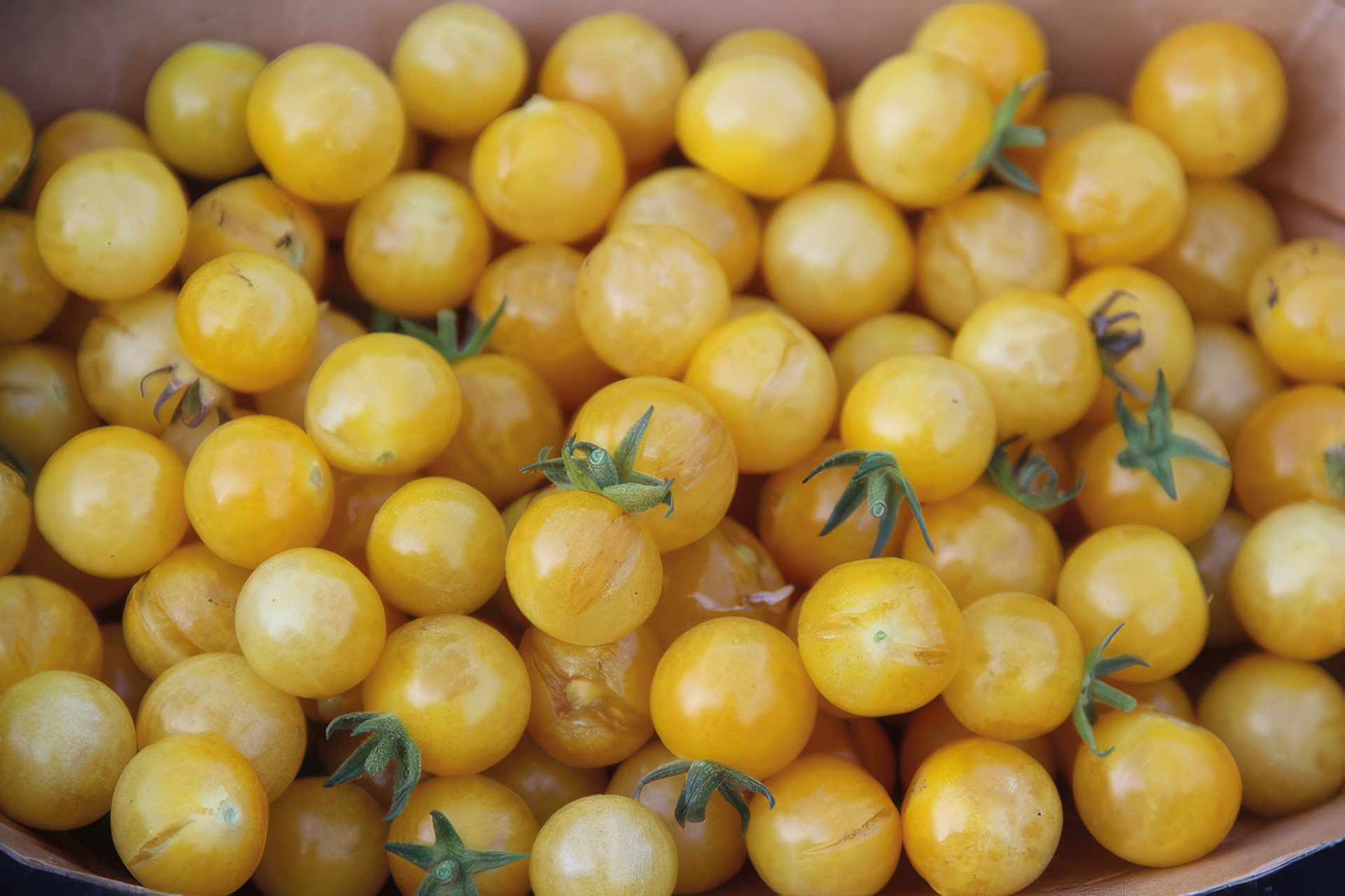 Tomate Weiße Ribisel