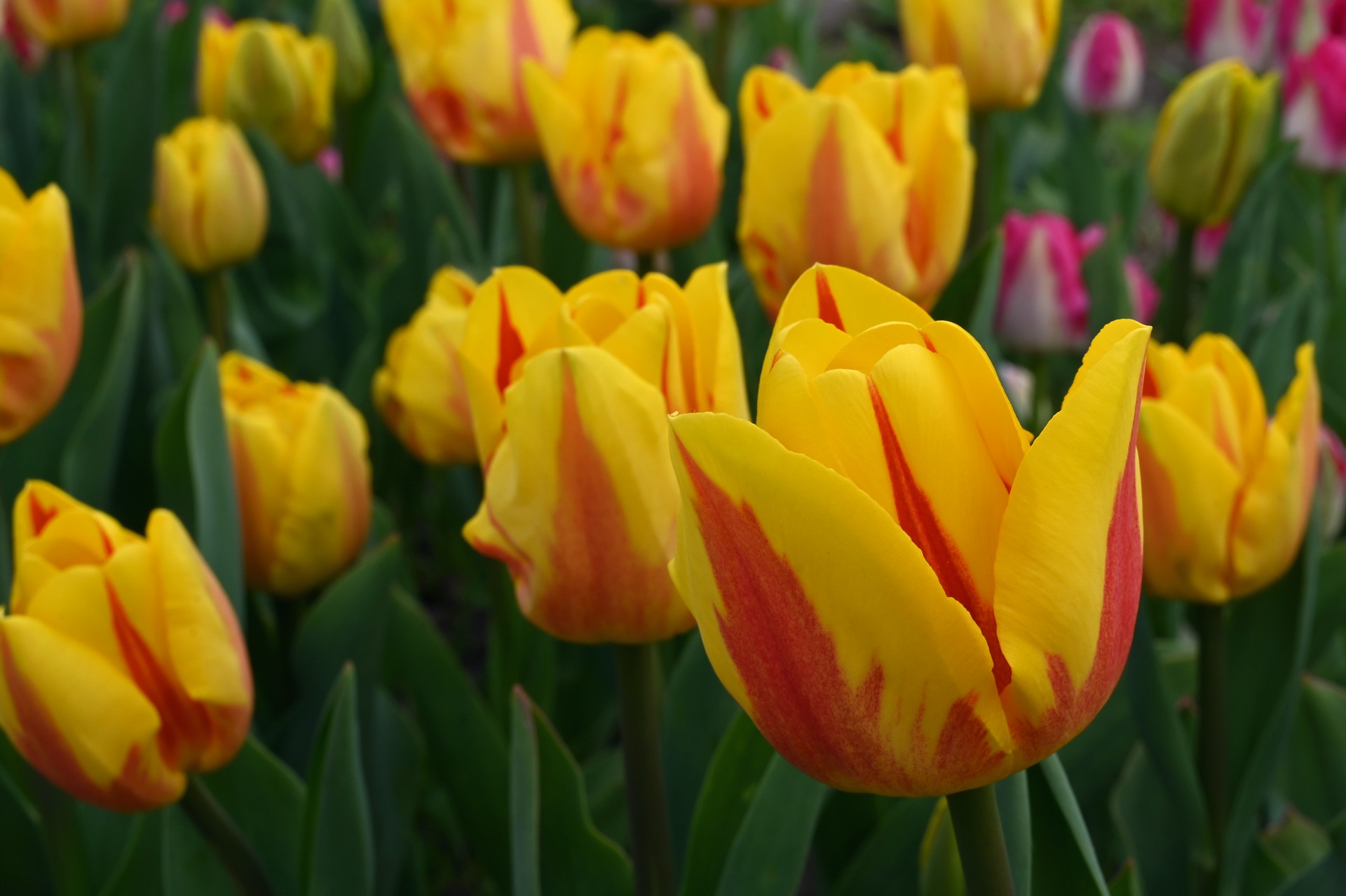 Triumph-Tulpen Jakoba Mulder