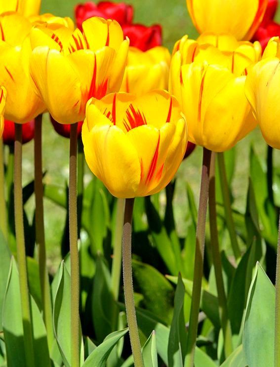 Nahaufnahme gelber Tulpen mit roten Streifen auf langen Stängeln in einem sonnigen Garten, grüne Blätter im Hintergrund