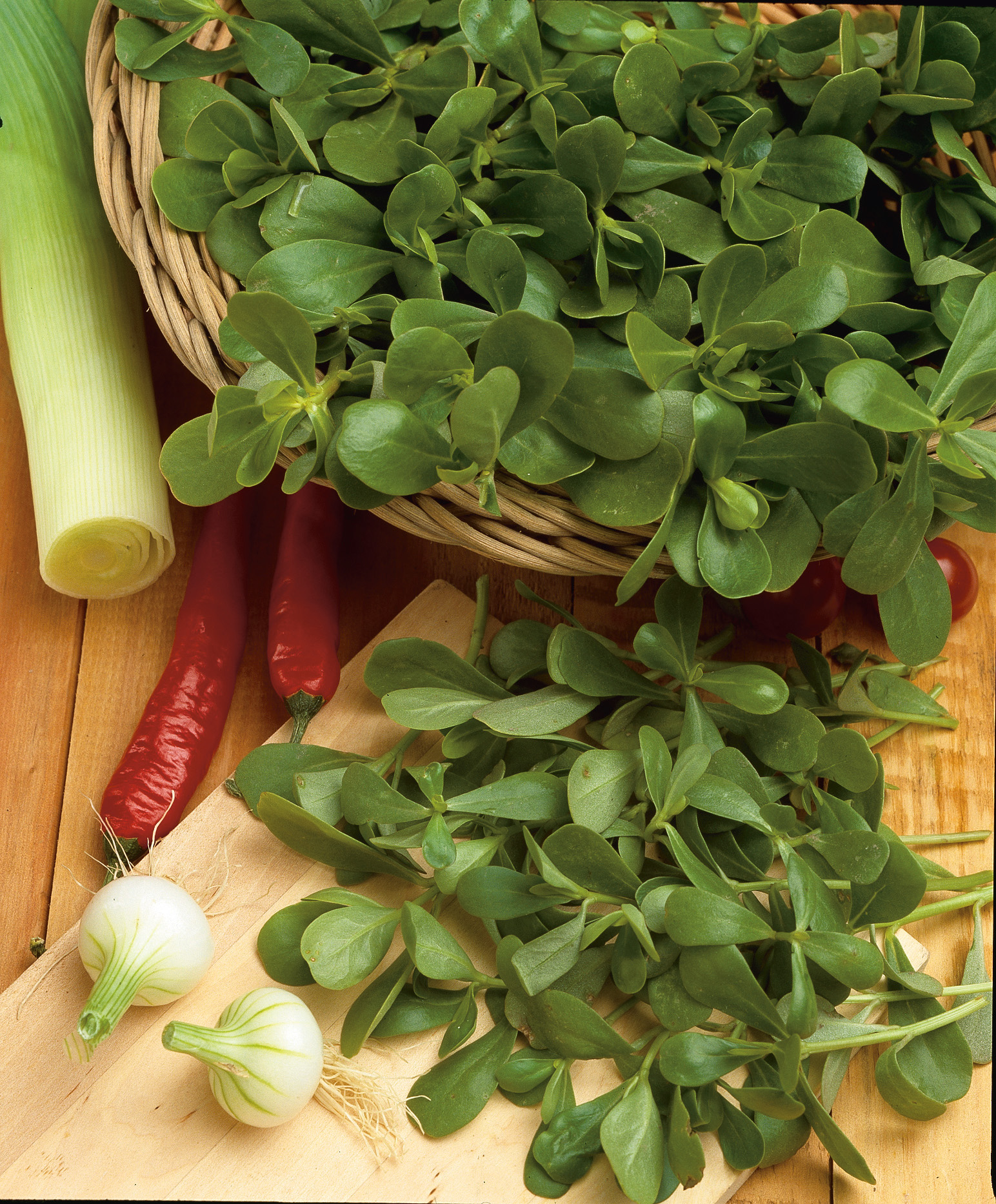 Frischer Winterpostelein Claytonia im Korb und auf Brett angerichtet – vitaminreiches, frostunempfindliches Wintergemüse, auch als Winterportulak oder Kuba-Spinat bekannt, von Samen-Fetzer.