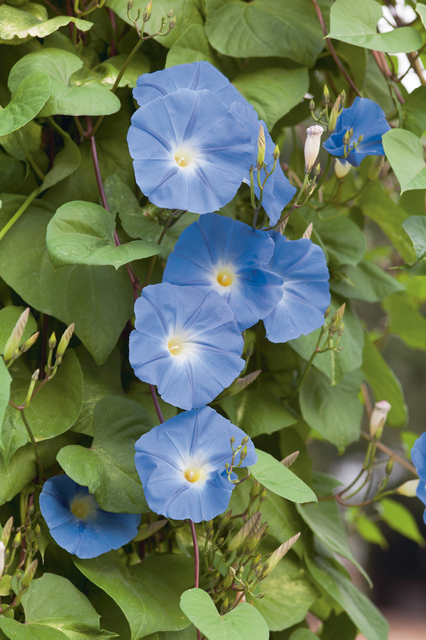 Blaue Prunkwinde mit mehreren geöffneten hellblauen Trichterblüten, gelbem Blütenzentrum und grünen herzförmigen Blättern an einer rankenden Kletterpflanze