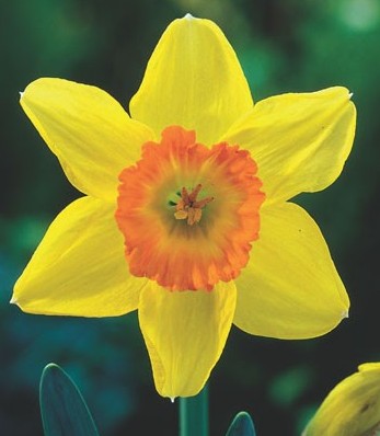 Blüte der großkronigen Narzisse Loveday mit strahlend gelbem Kranz und orangefarbener Krone, ideal für Freiland, Topf und als Schnittblume