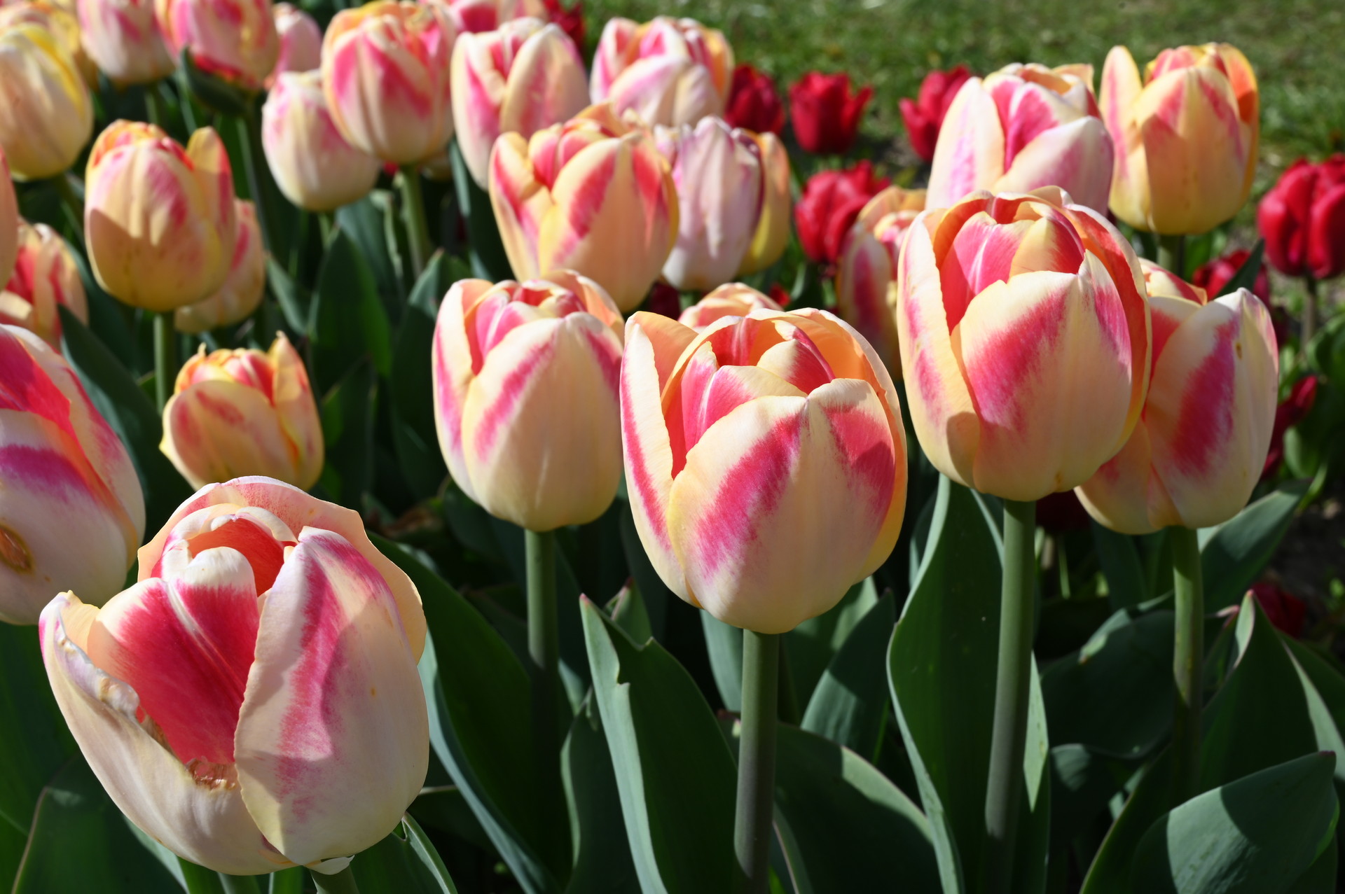Triumph-Tulpe Buckingham im Beet mit gelb-cremefarbenen Blüten und rosa-orangefarbenen Flammen, ideal für frühlingshafte Rabatten, Kübel und als Schnittblume