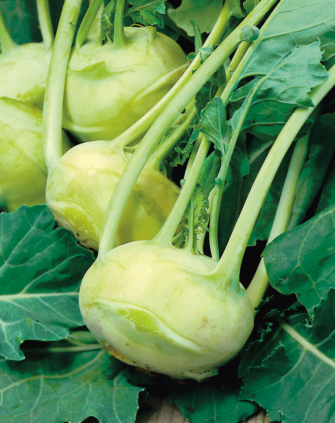 Nahaufnahme eines frischen grünen Kohlrabis mit Stängeln und großen Blättern auf Holzuntergrund; saubere Knolle, ideal für Gemüseverkauf oder Rezeptdarstellung.