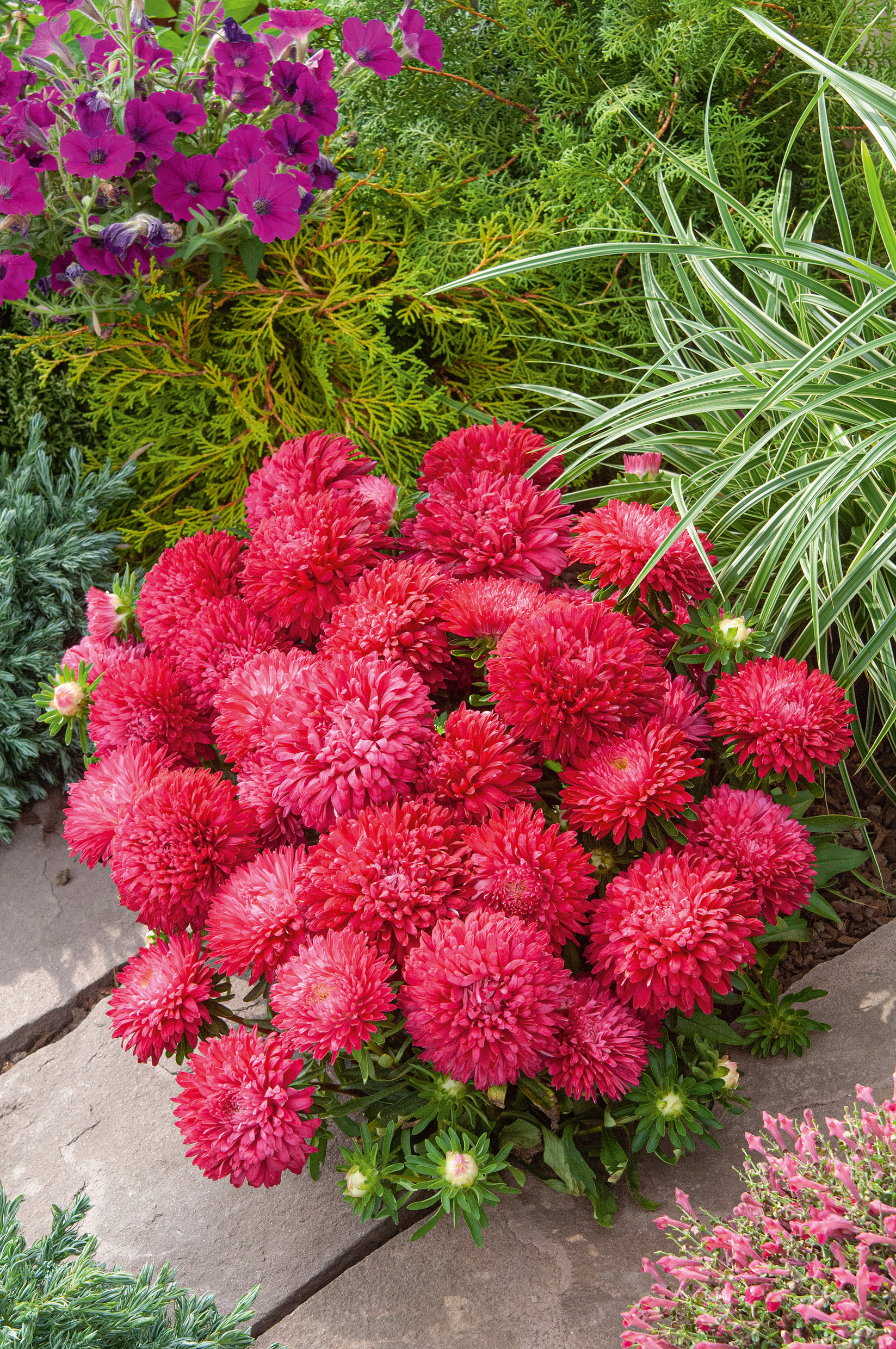 Zwergastern rot, gefüllt