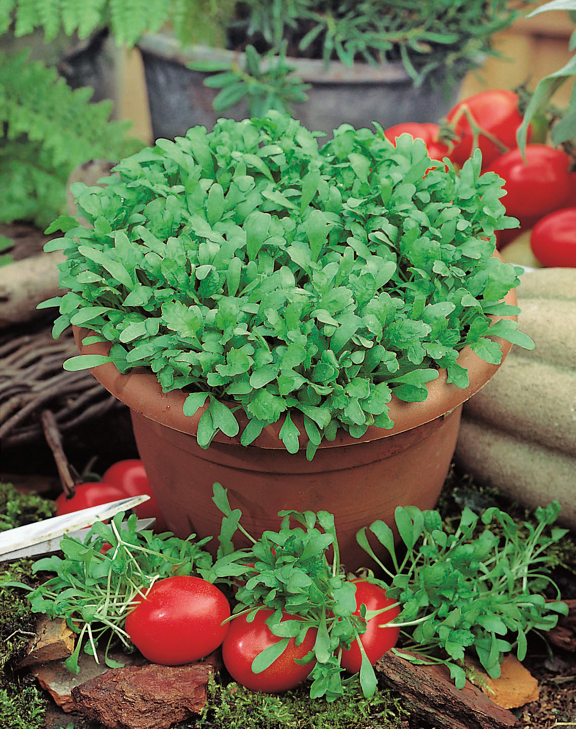 Nahaufnahme: üppiger Rucola (Rauke) in einem Terrakottatopf, umgeben von roten Cocktailtomaten und Gartenschere, ideal für Balkon- oder Küchengarten