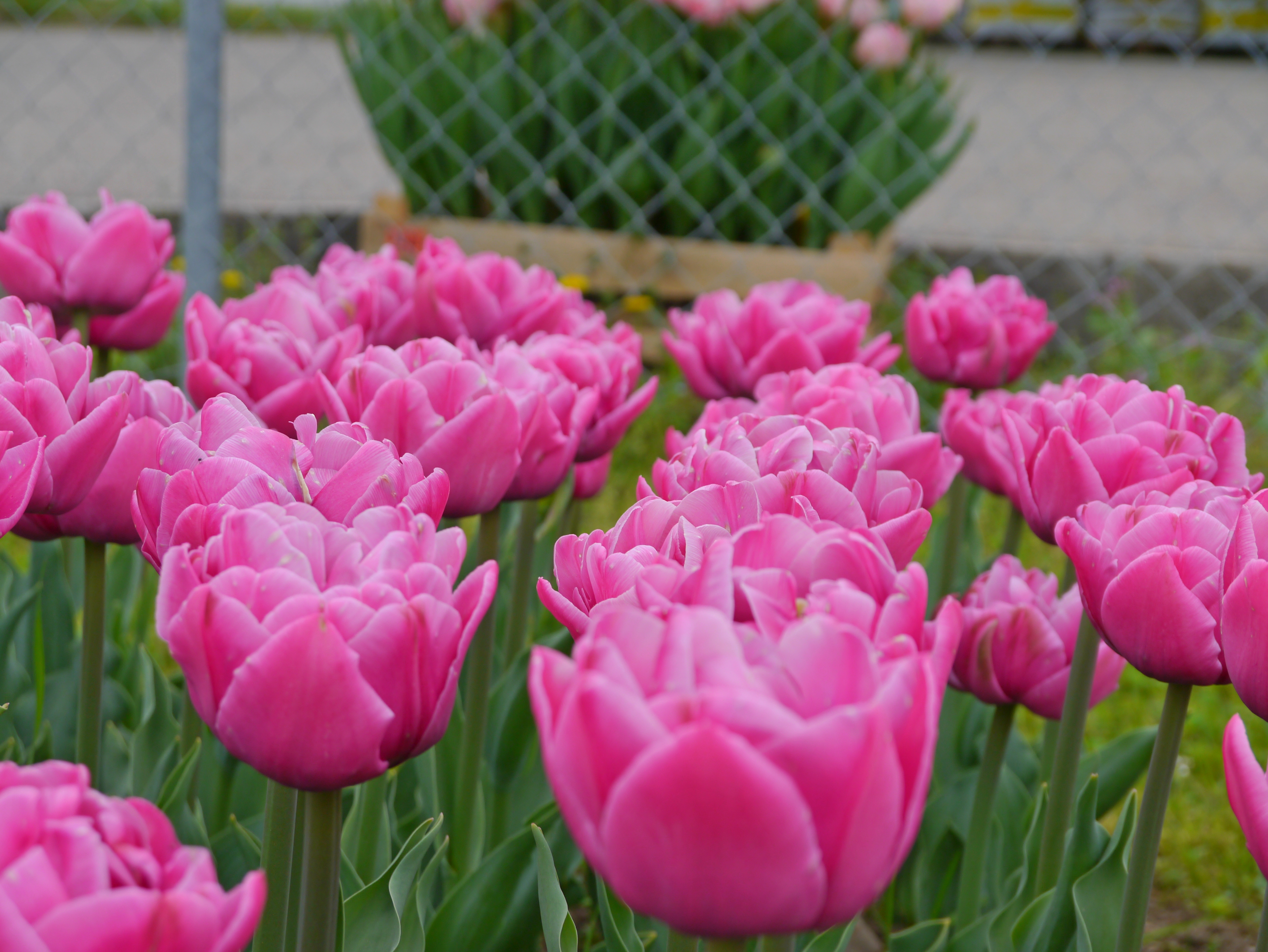 Nahaufnahme mehrerer rosa gefüllter Tulpen im Beet vor einem Maschendrahtzaun