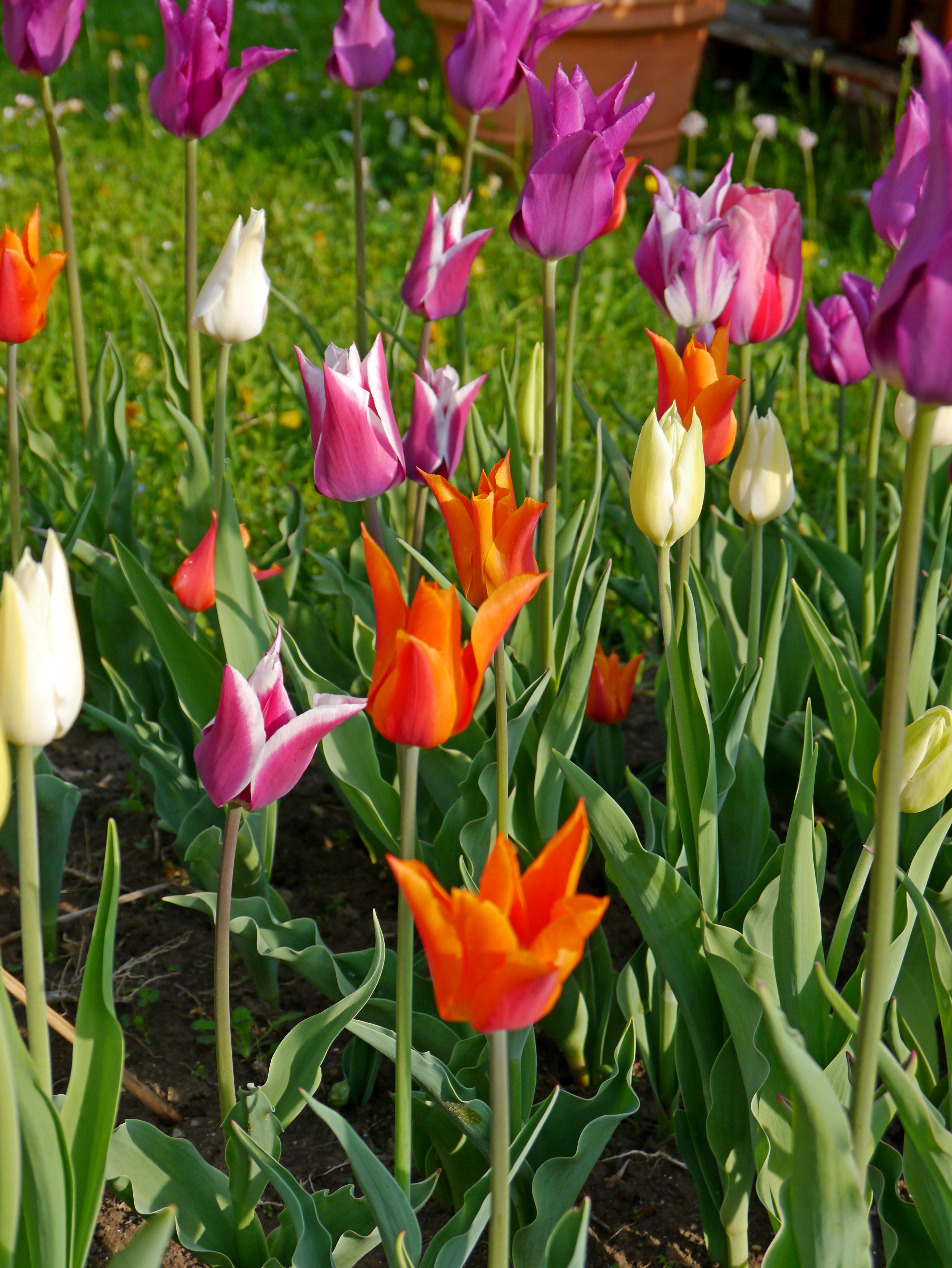 51059_Tiffany-Mix Nahaufnahme eines Tulpenbeets mit leuchtend orangefarbenen, violetten und weißen Tulpen zwischen grünen Blättern im Sonnenschein