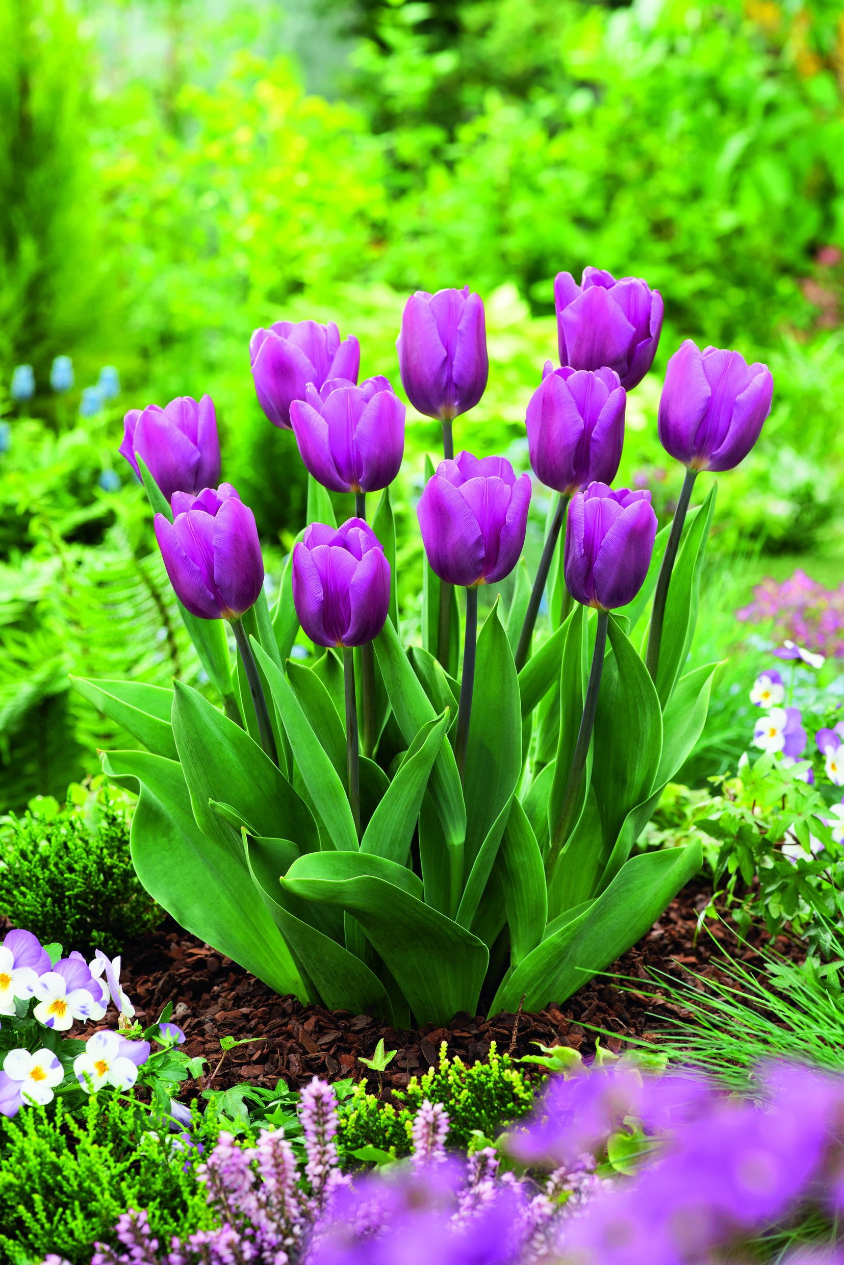 52211_Triumph-Tulpen Purple Flag_14304789_FM Bündel lila Tulpen mit grünen Blättern in einem blühenden Gartenbeet