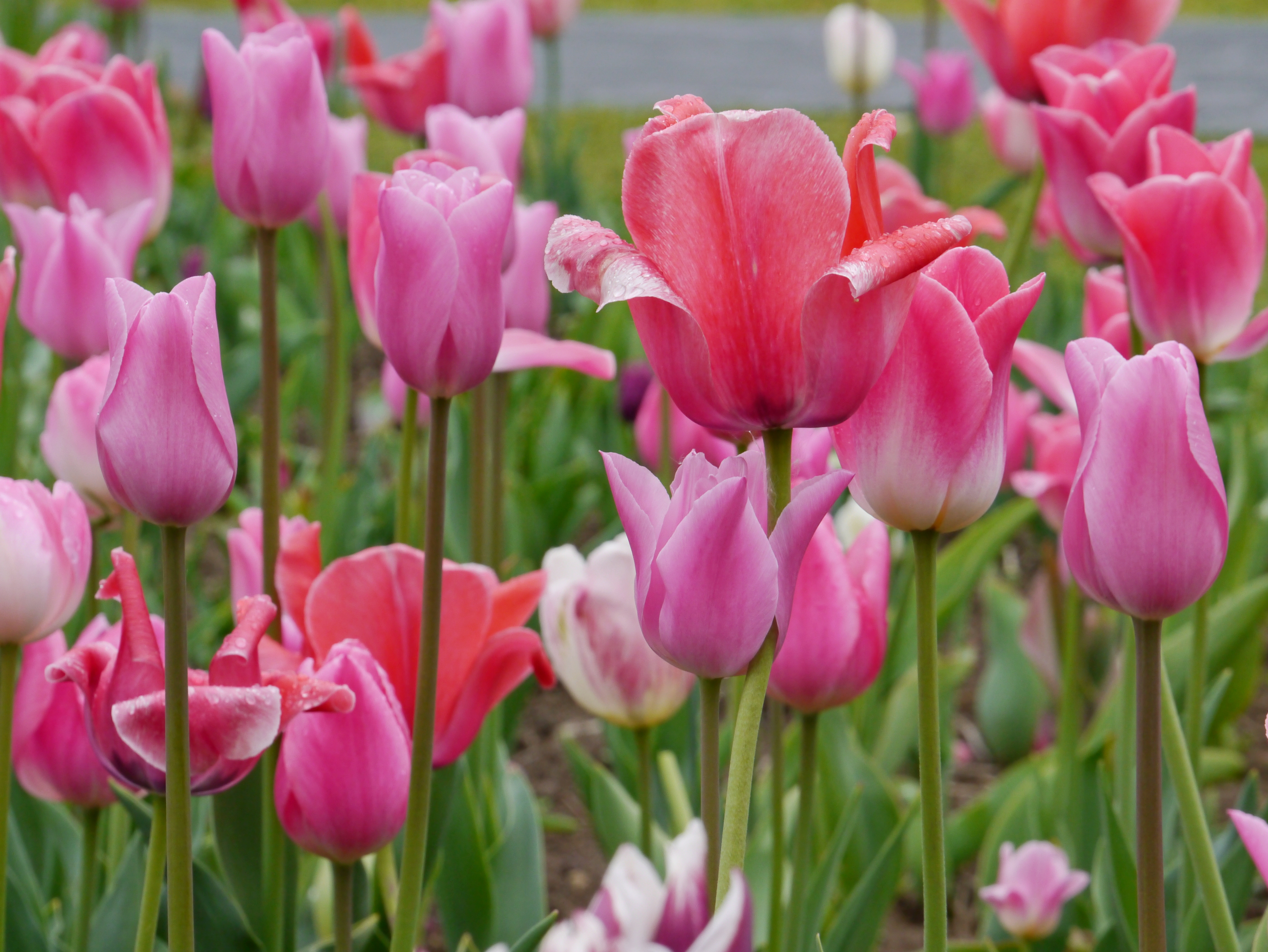 51067_Töne in Rosa_1 Nahaufnahme mehrerer rosa Tulpen in einem Blumenbeet, grüne Blätter und Tautropfen sichtbar