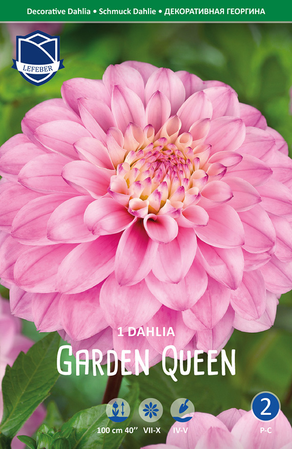 Dahlia Garden Queen 8711829773106 Packungsbild: Nahaufnahme einer rosa dekorativen Dahlie 'Garden Queen' mit großen, gefüllten Blütenblättern; Verpackungsvorderseite mit Markenlogo und Pflanzsymbolen (Wuchshöhe 100 cm, Blütezeit VII–X, Pflanzzeit IV–V).