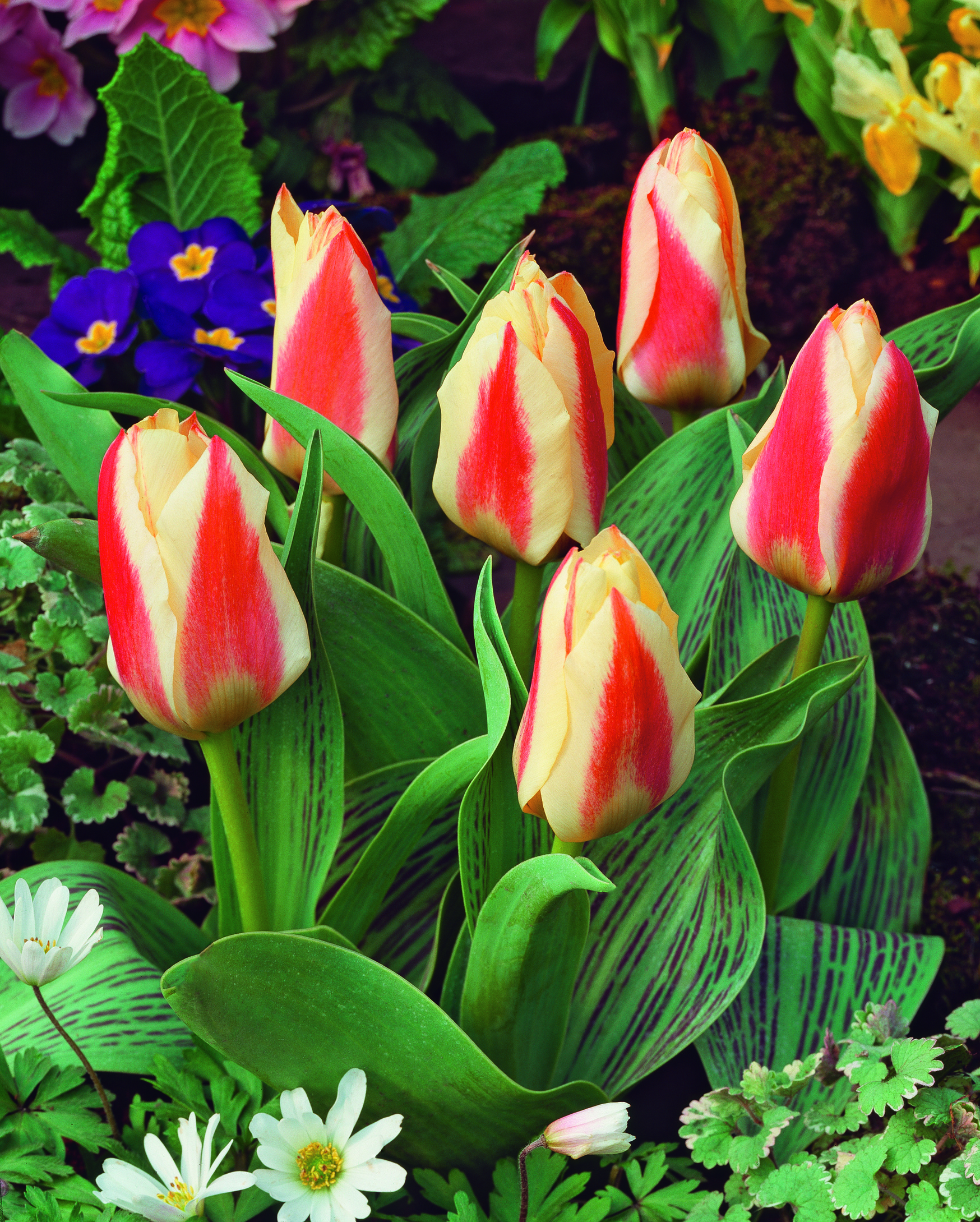 234261_Greigii-Tupen Tarafa_FM Nahaufnahme von rot-cremefarbenen Tulpen mit markanten Streifen an gestreiften Blättern, umgeben von Primeln und kleinen weißen Frühlingsblumen in einem bunten Beet