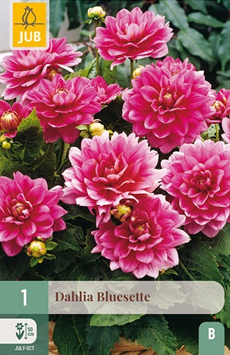 Beet-Dahlie Bluesette