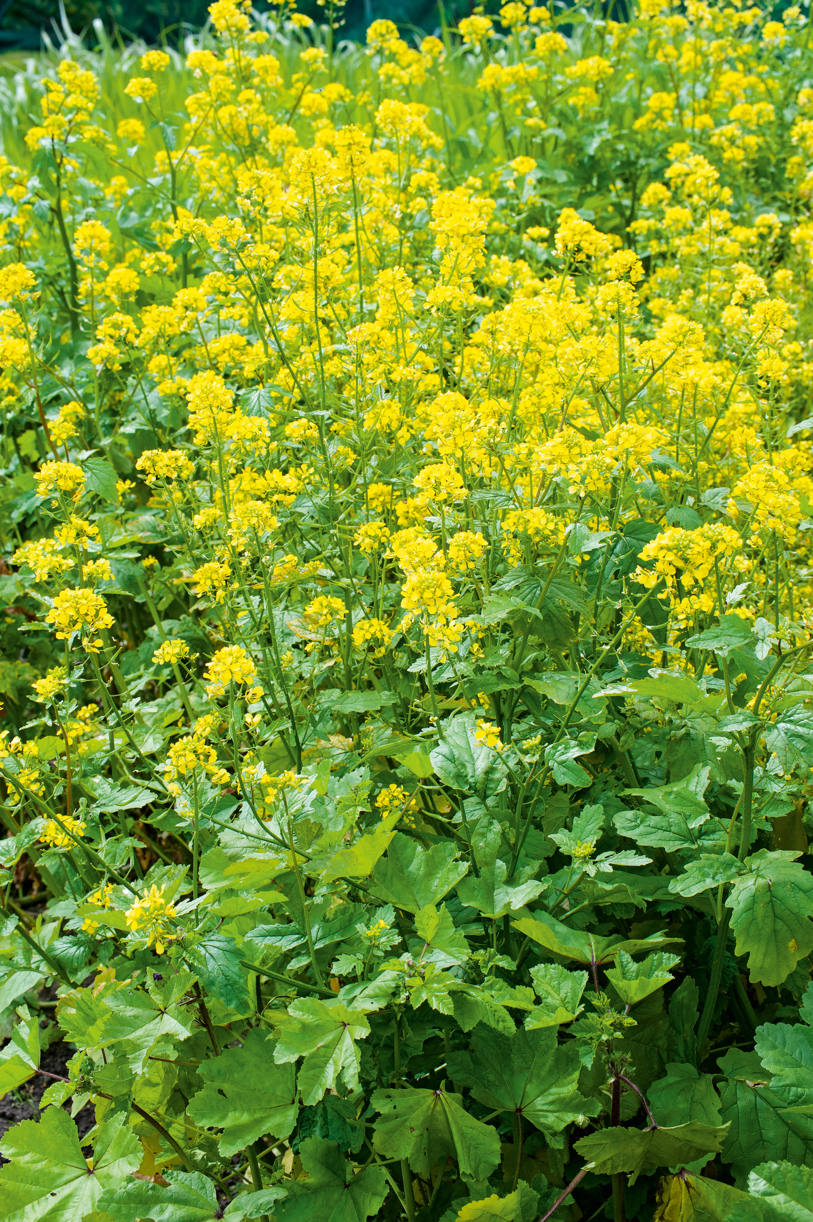 Nahaufnahme einer Wiese mit zahlreichen kleinen gelben Blüten und grünem Laub; dichte Blütenstände bilden ein sonniges Blütenfeld.