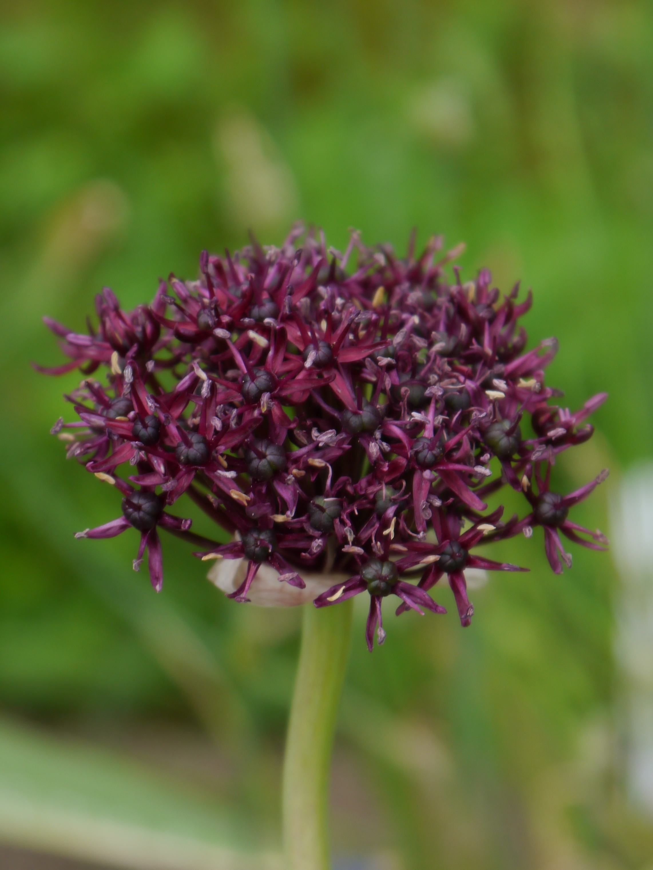 56011_Allium atropurpureum Nahaufnahme einer dunkelvioletten Allium-Kugelblüte mit vielen kleinen sternförmigen Blüten und grünem unscharfem Hintergrund
