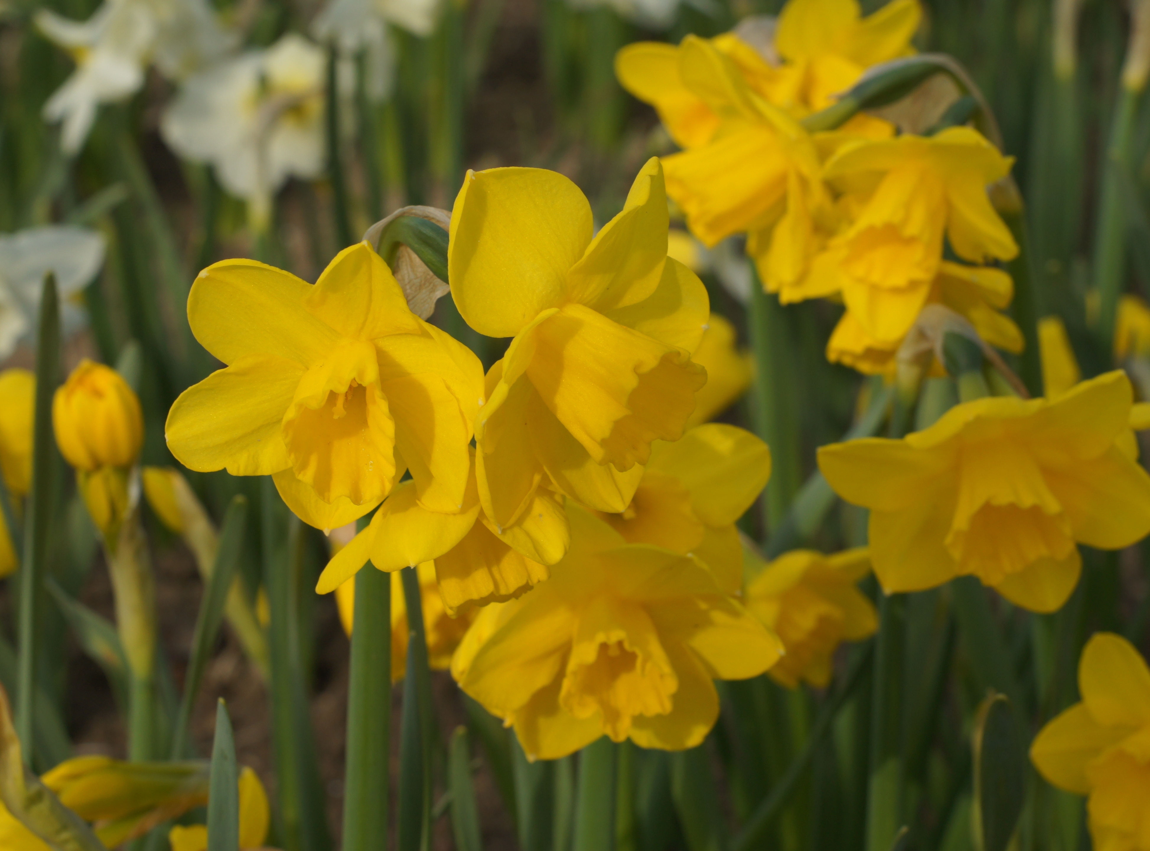 Nahaufnahme mehrerer gelber Narzissen (Osterglocken) mit grünen Stängeln im Blumenbeet