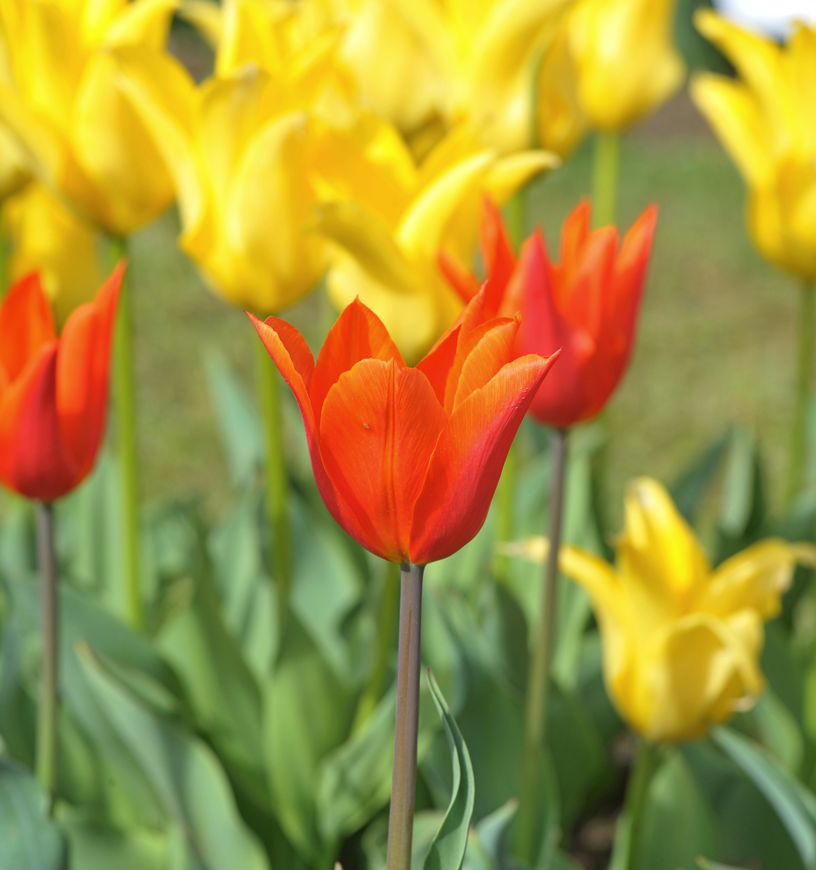 Nahaufnahme einer roten Tulpe im Vordergrund, umgeben von gelben und roten Tulpen im Beet