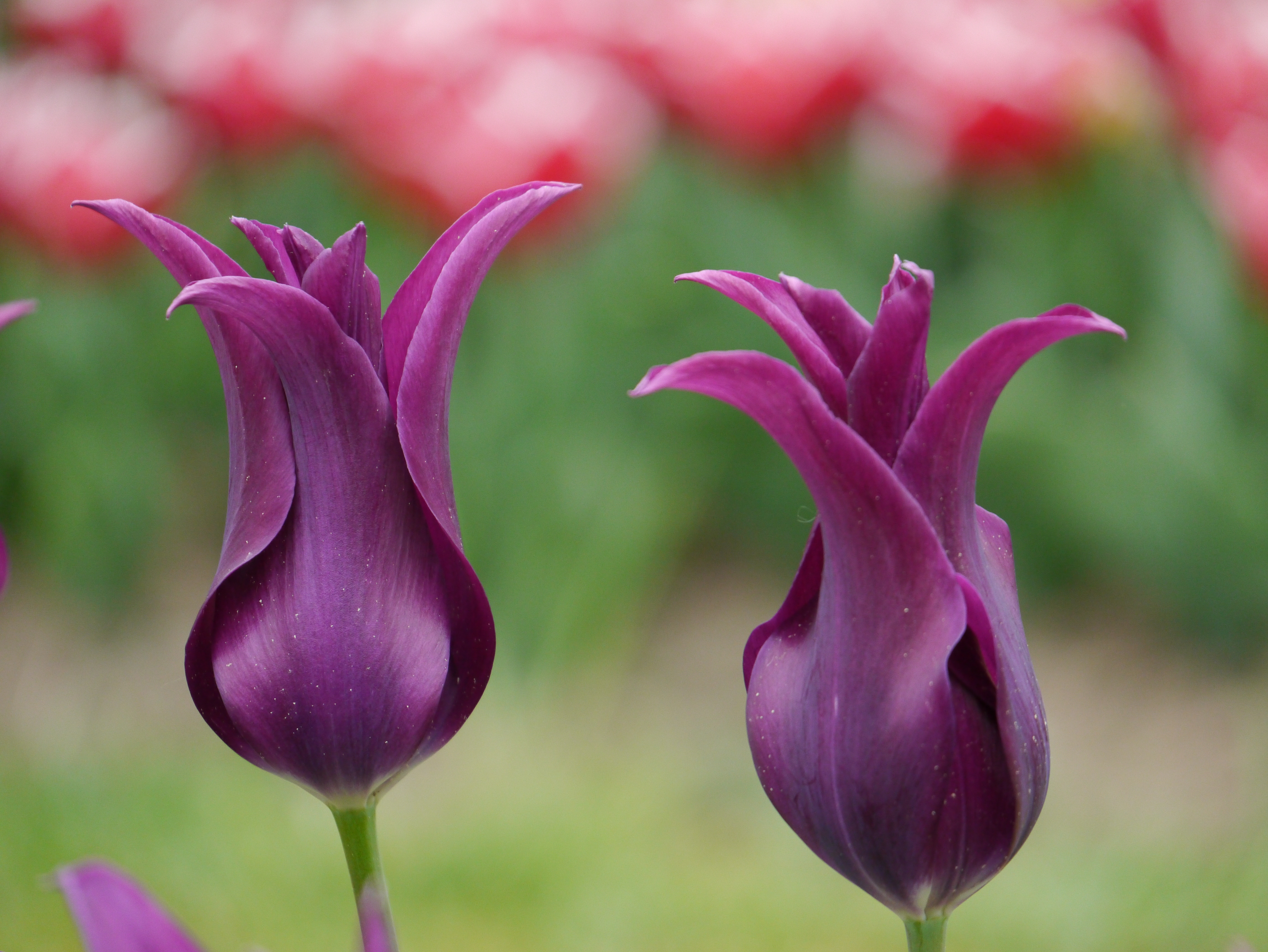 Nahaufnahme von zwei violetten lilienblütigen Tulpen mit nach außen gebogenen, spitzen Blütenblättern vor unscharfem grün-rosa Hintergrund