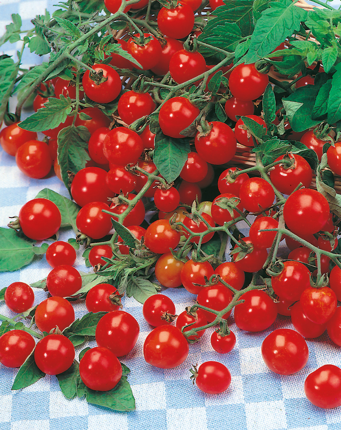 Cocktailtomaten Philovita F1