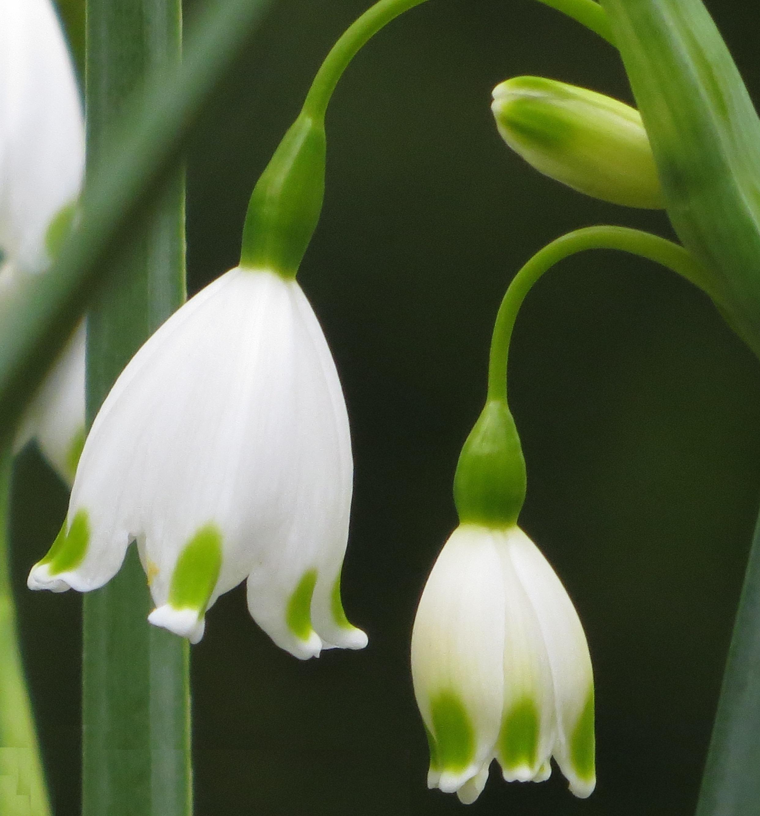 50115_Leucojum aestivum Nahaufnahme zweier hängender weißer Glockenblüten mit grünen Spitzen und Stängeln vor dunklem, unscharfem Hintergrund