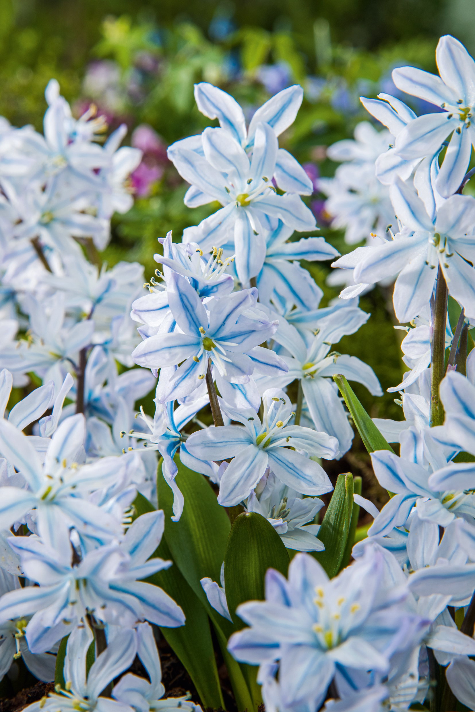50133_Scilla_mischtschenkoana Nahaufnahme zahlreicher sternförmiger, weiß-blau gestreifter Frühlingsblüten (Puschkinia) mit grünen Blättern