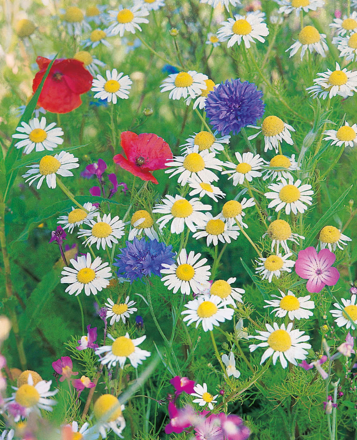 Nahaufnahme einer bunten Wildblumenwiese mit weißen Margeriten (gelbe Mitte), blauen Kornblumen, roten Mohnblüten und rosa/purpurfarbenen Wildblumen