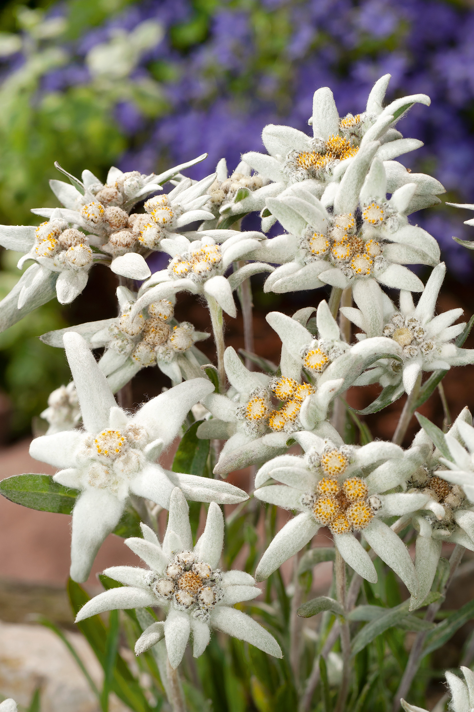 Edelweiß Alpen-Edelweiß