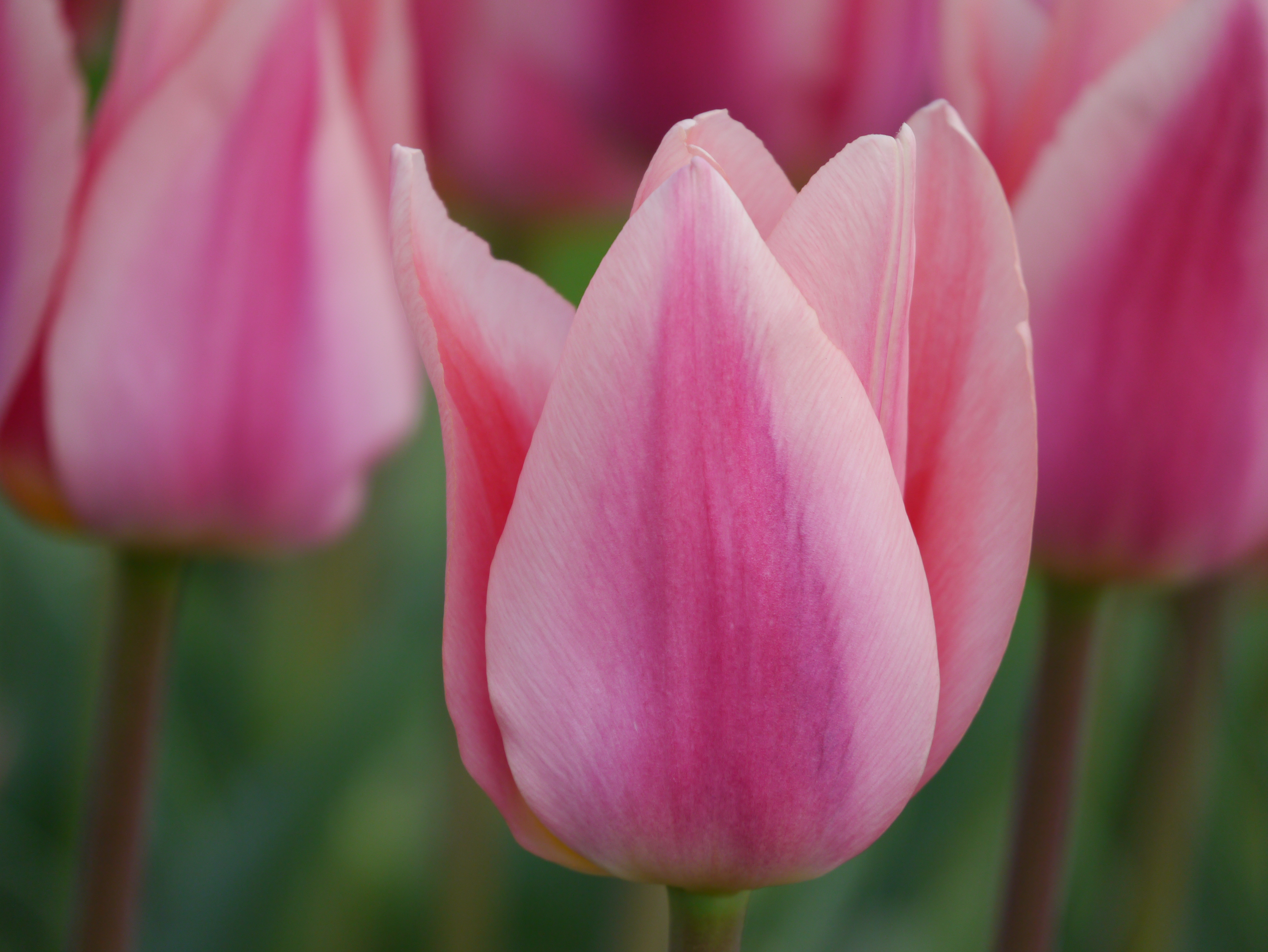 Triumph-Tulpen Neper