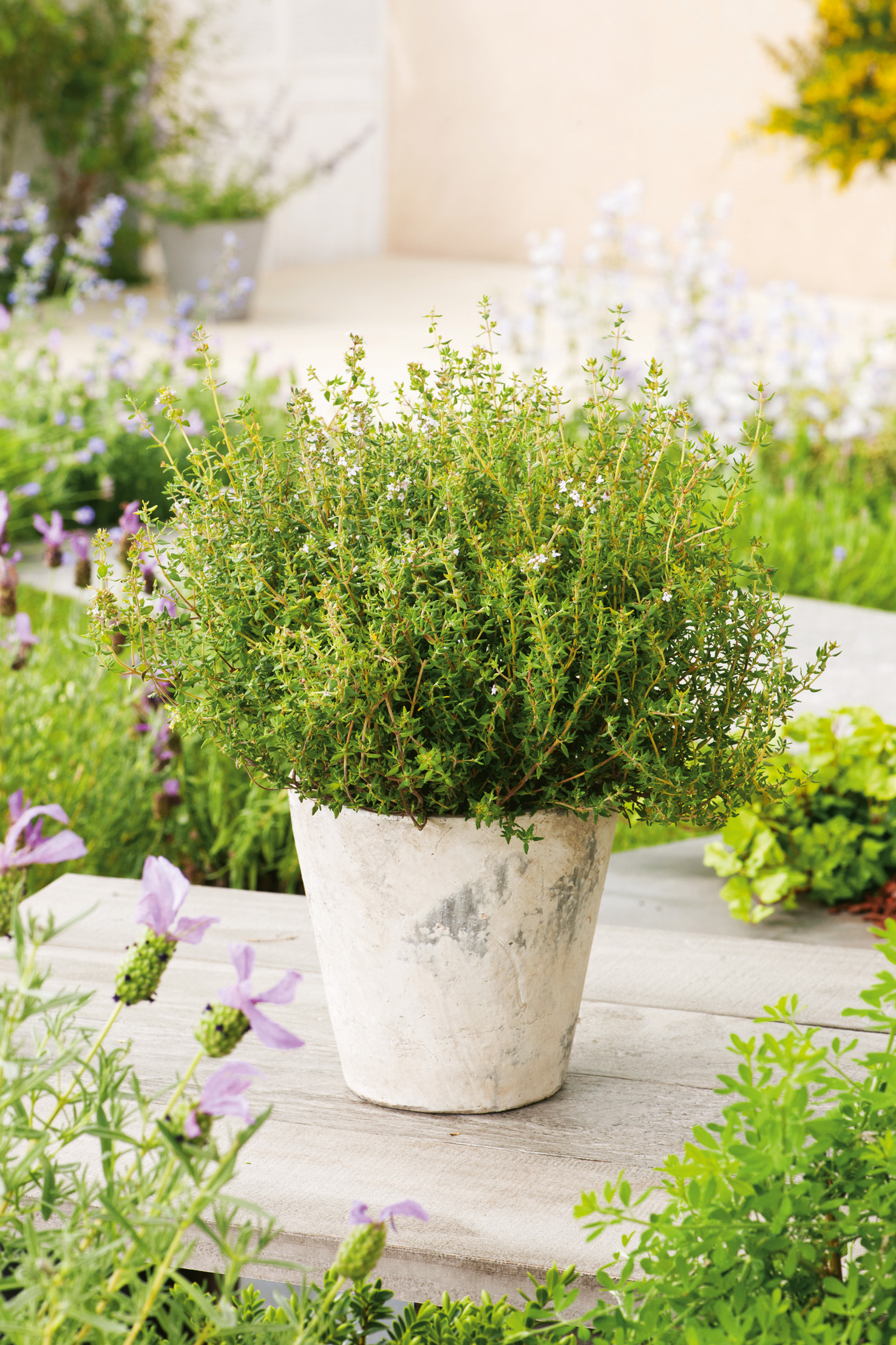 Nahaufnahme eines üppigen Thymians in einem hellen Zementtopf auf einem Holzbrett, umgeben von lavendelähnlichen Blüten und grünen Gartenpflanzen