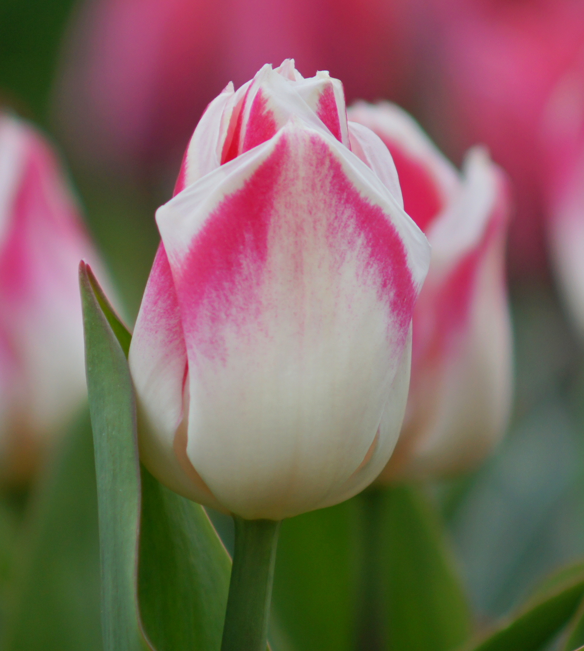 52206_Triumph-Tulpen Pleasure Nahaufnahme einer rosa-weißen Tulpenblüte mit grünem Stiel und unscharfem Hintergrund