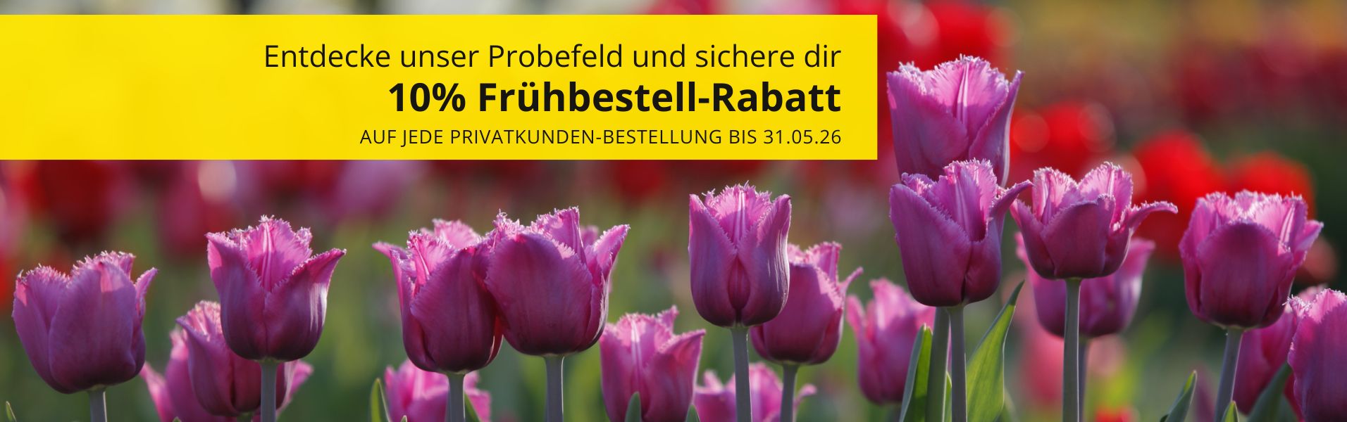 10% Frühbestell-Rabatt auf Frühjahrsblüher