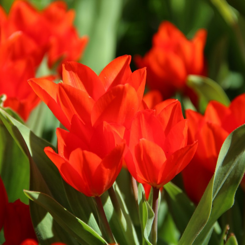 Tulipa praestans Zwanenburg Variety mit leuchtend orange-roten, mehrblütigen Wildtulpen und breiten grünen Blättern als frühlingshafter Frühjahrsblüher im Beet