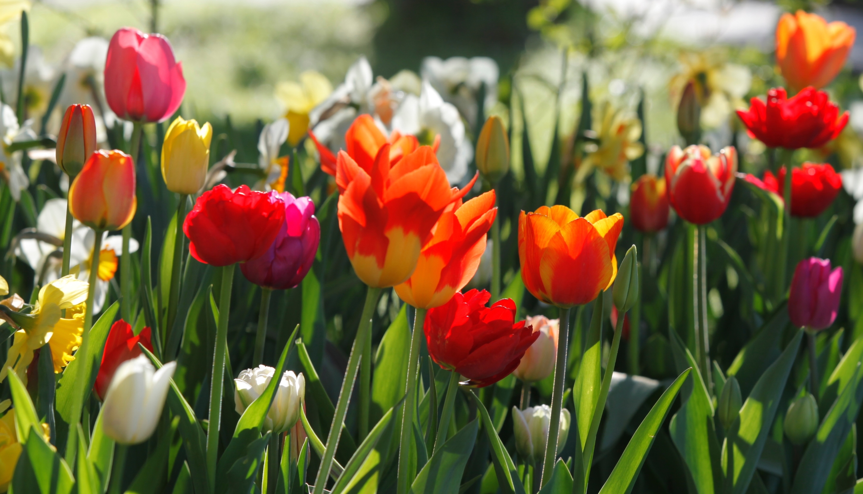 Farbenfrohe Tulpen Prachtmischung Gönninger Frühling mit leuchtenden Premium-Tulpen in Rot, Orange, Gelb und Weiß im sonnigen Frühlingsbeet – exklusive Mischung aus 40 hochwertigen Sorten für Beete und zur Verwilderung.