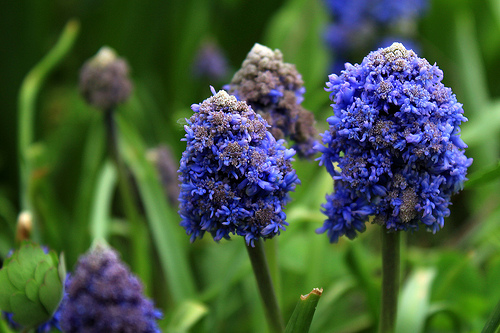 Muscari armeniacum Fantasy Creation