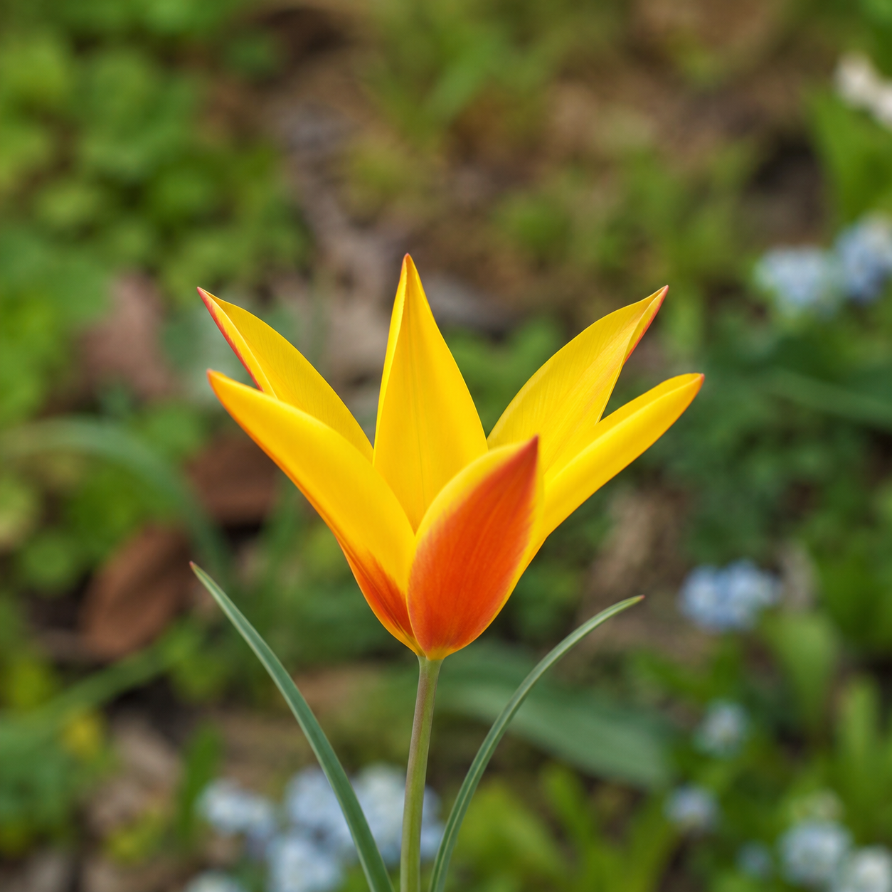 Tulipa clusiana var. chrysanta