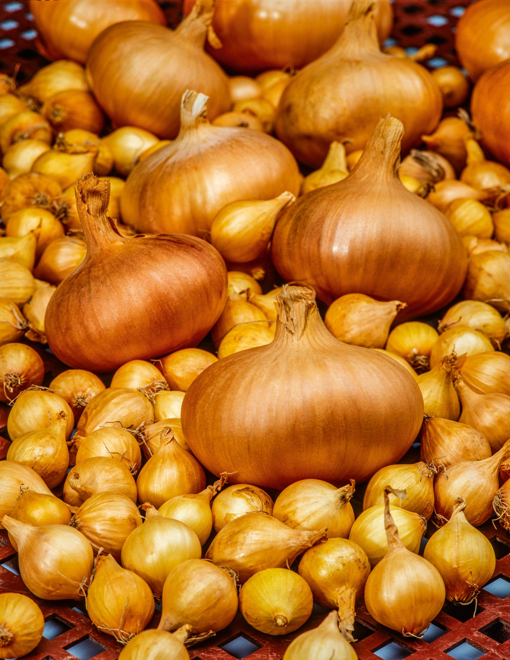 Nahaufnahme von gelben Zwiebeln in verschiedenen Größen auf einem Marktstand