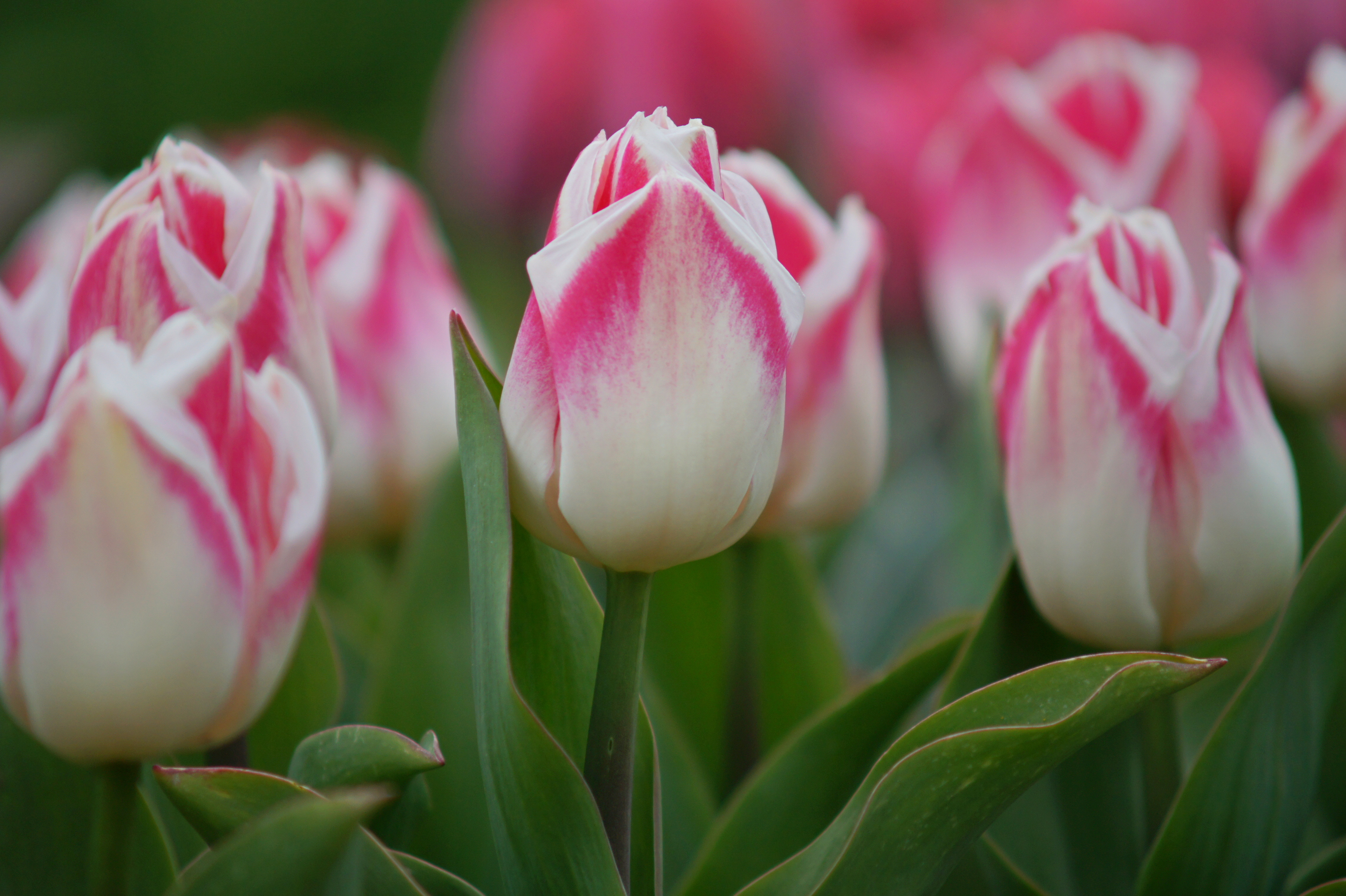 52206_Triumph-Tulpen Pleasure_1 Nahaufnahme mehrerer weiß-rosa Tulpen mit grünen Blättern