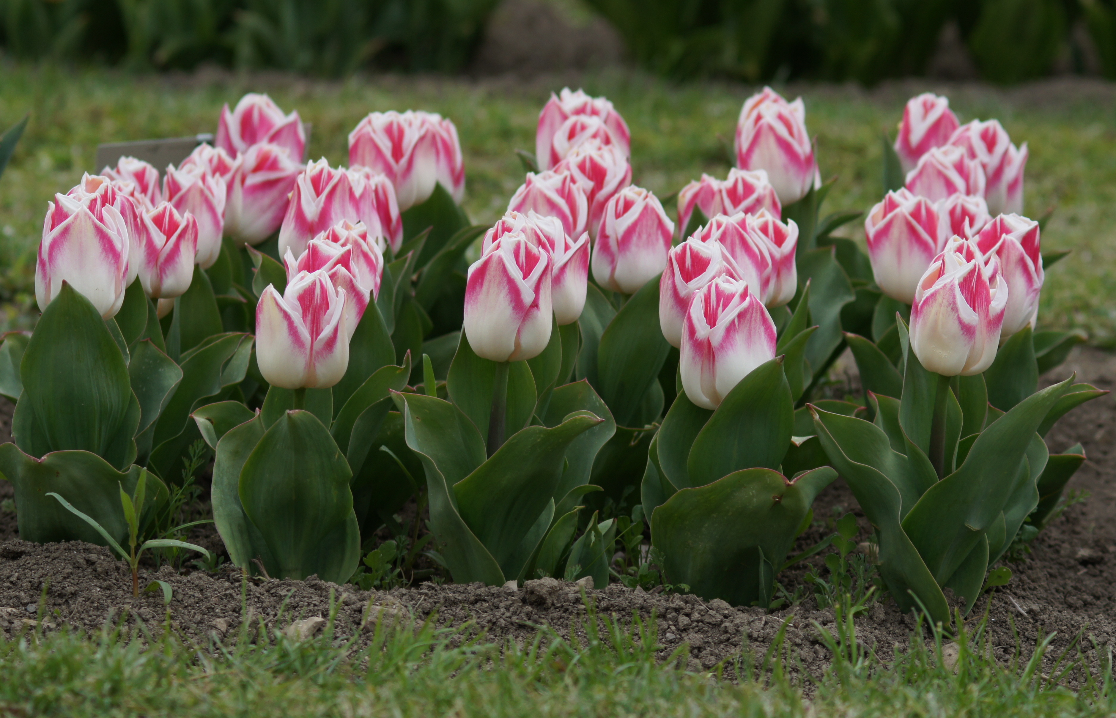 52206_Triumph-Tulpen Pleasure_2 Nahaufnahme mehrerer rosa-weiß gefärbter Tulpen in einem Beet mit grünem Laub und sichtbarer Erde