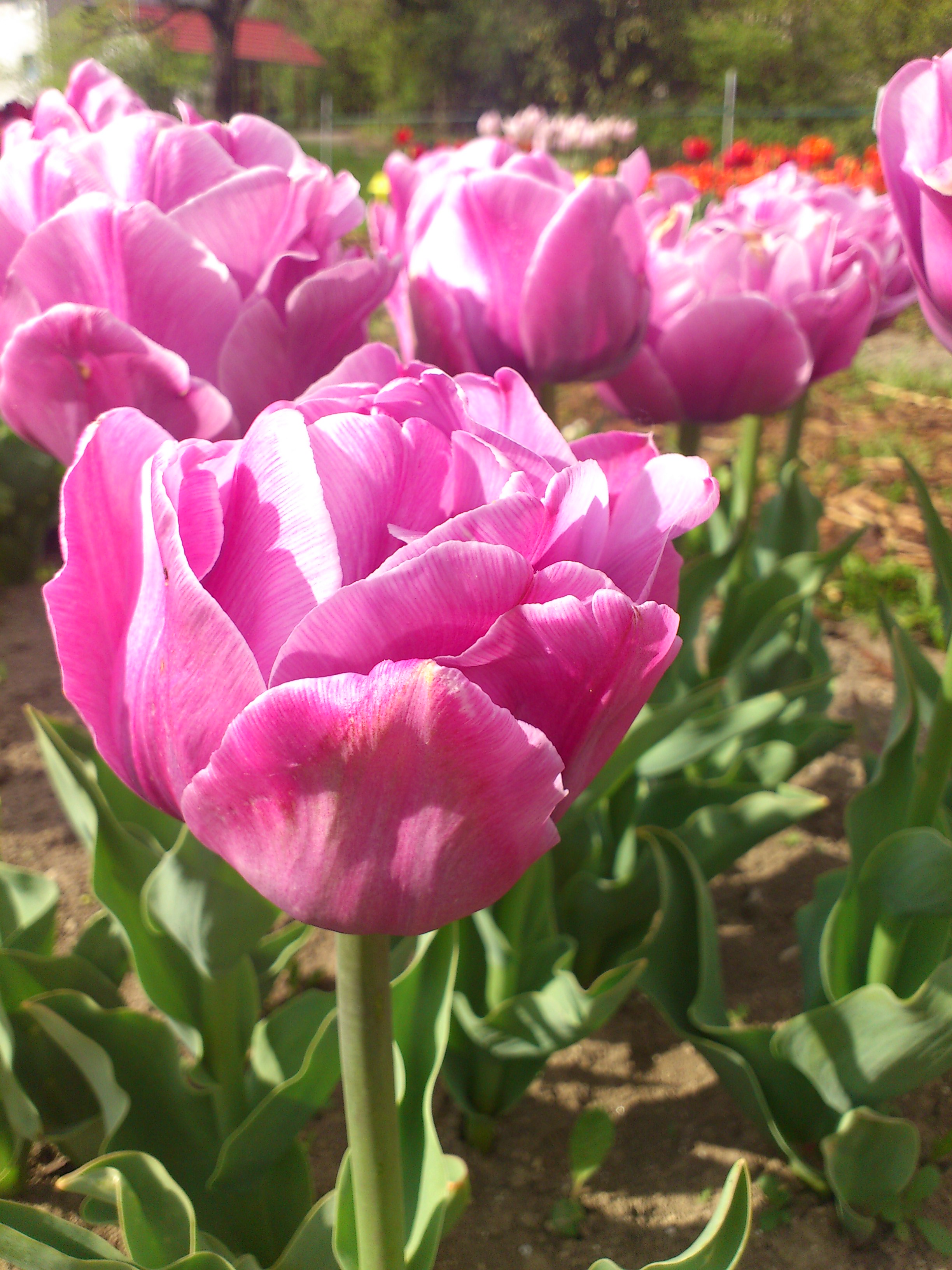 Nahaufnahme einer leuchtend rosa Tulpe in einem Blumenbeet mit weiteren rosa Tulpen im unscharfen Hintergrund