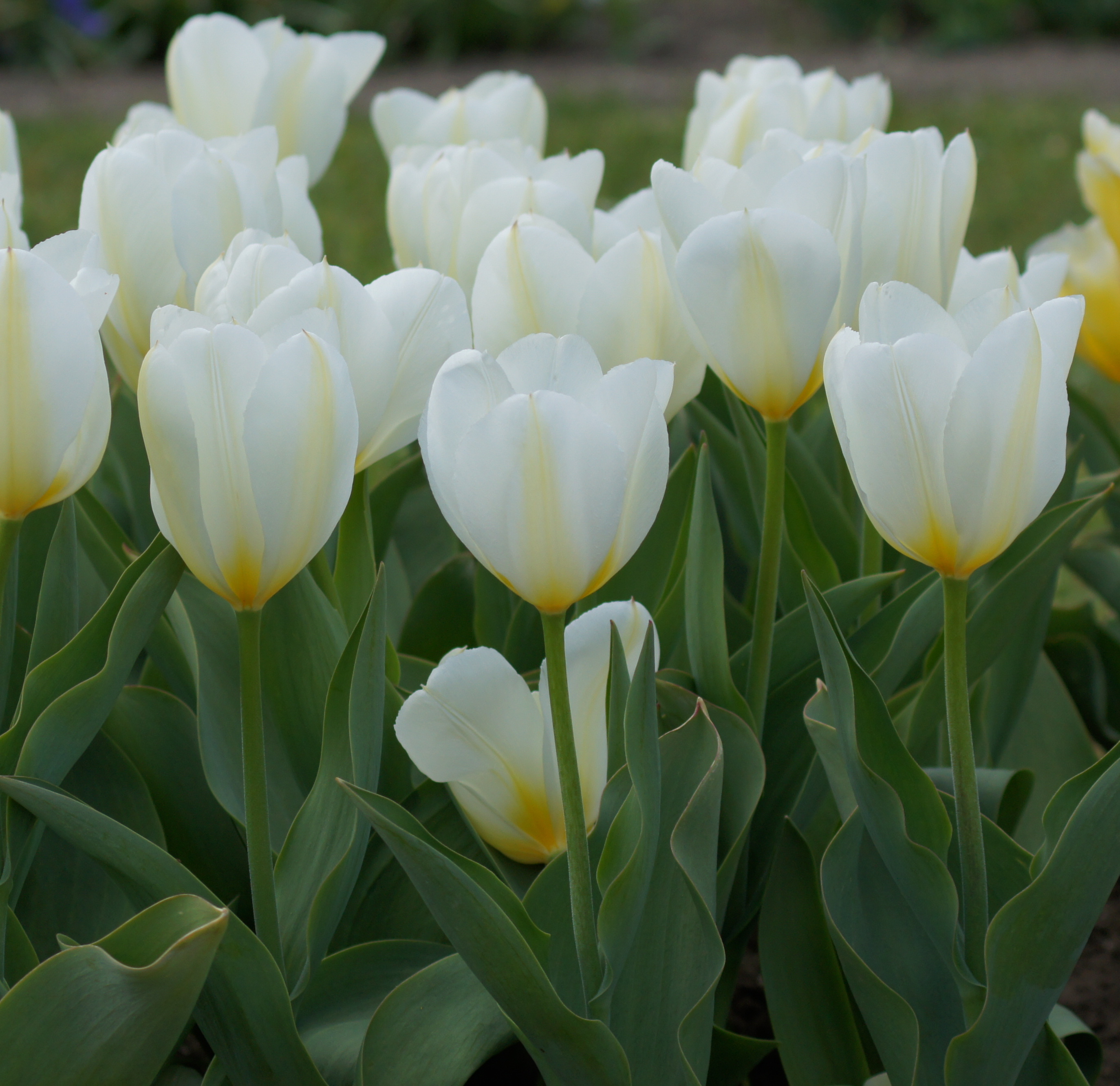 Fosteriana-Tulpen Purissima