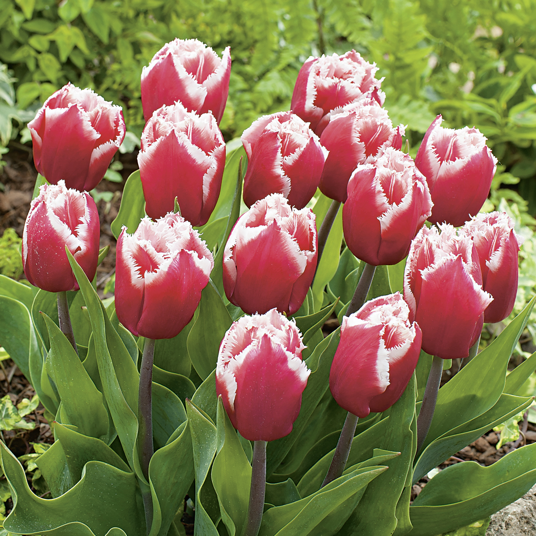 52512_Crispa-Tulpen Canasta_FM Nahaufnahme roter Tulpen mit weiß gefranstem Rand im Beet, grüne Blätter und Stängel, Frühlingsgarten