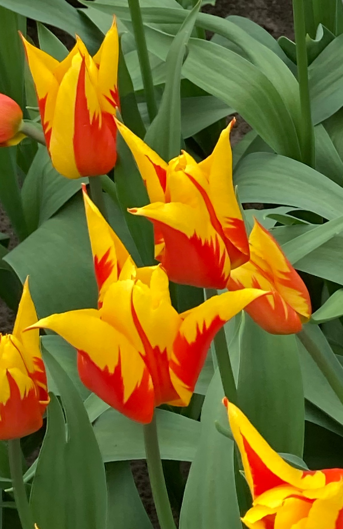Nahaufnahme mehrerer gelb-roter Tulpen mit spitzen, gezackten Blütenblättern und grünen Blättern im Hintergrund