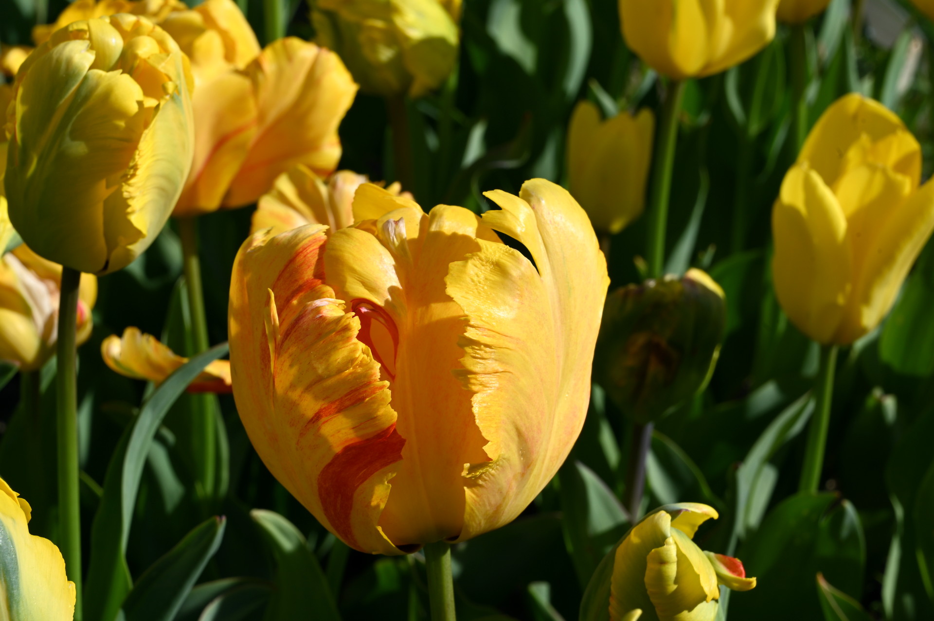Papagei-Tulpen Jan van Nes Parrot