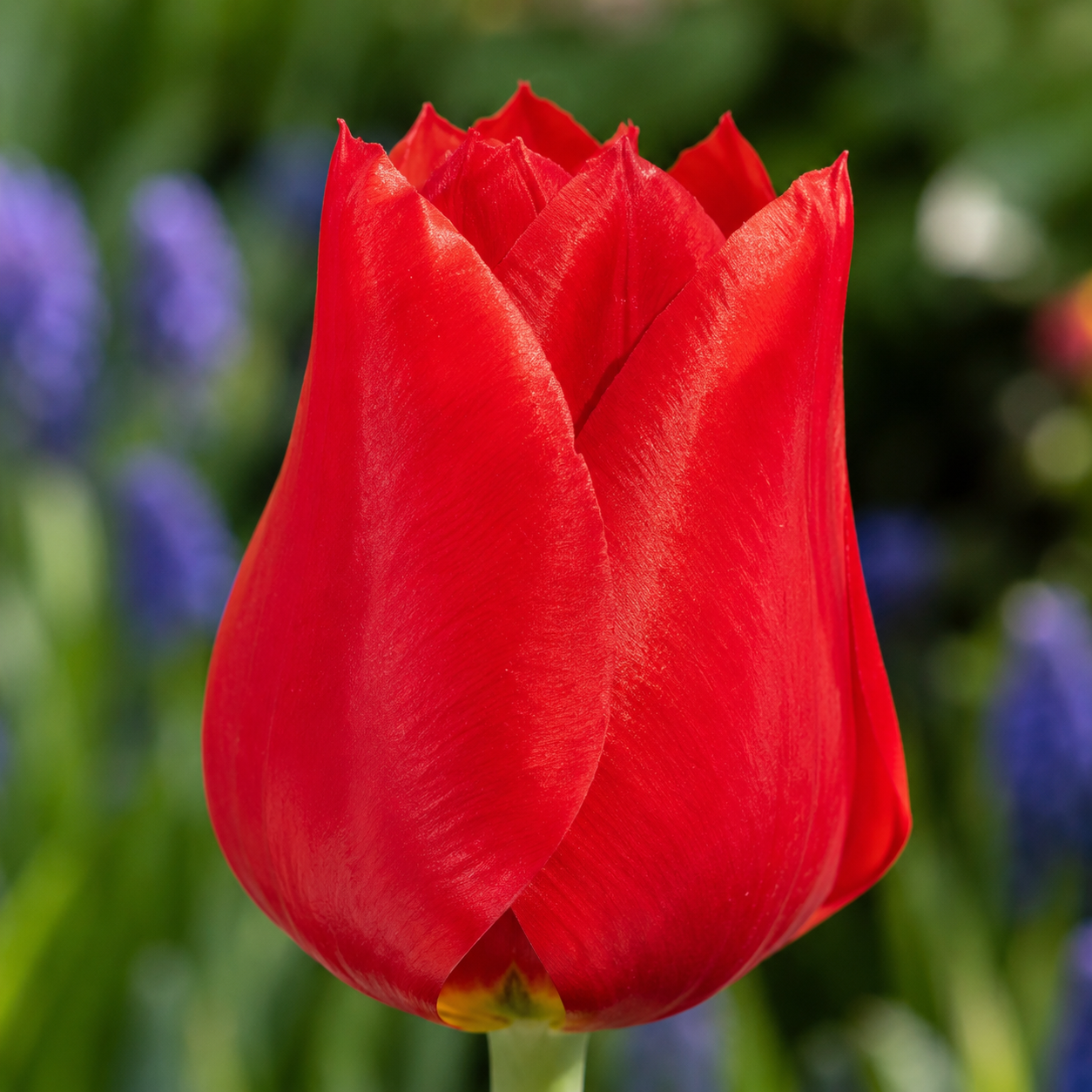 Greigii-Tulpen Red Reflection