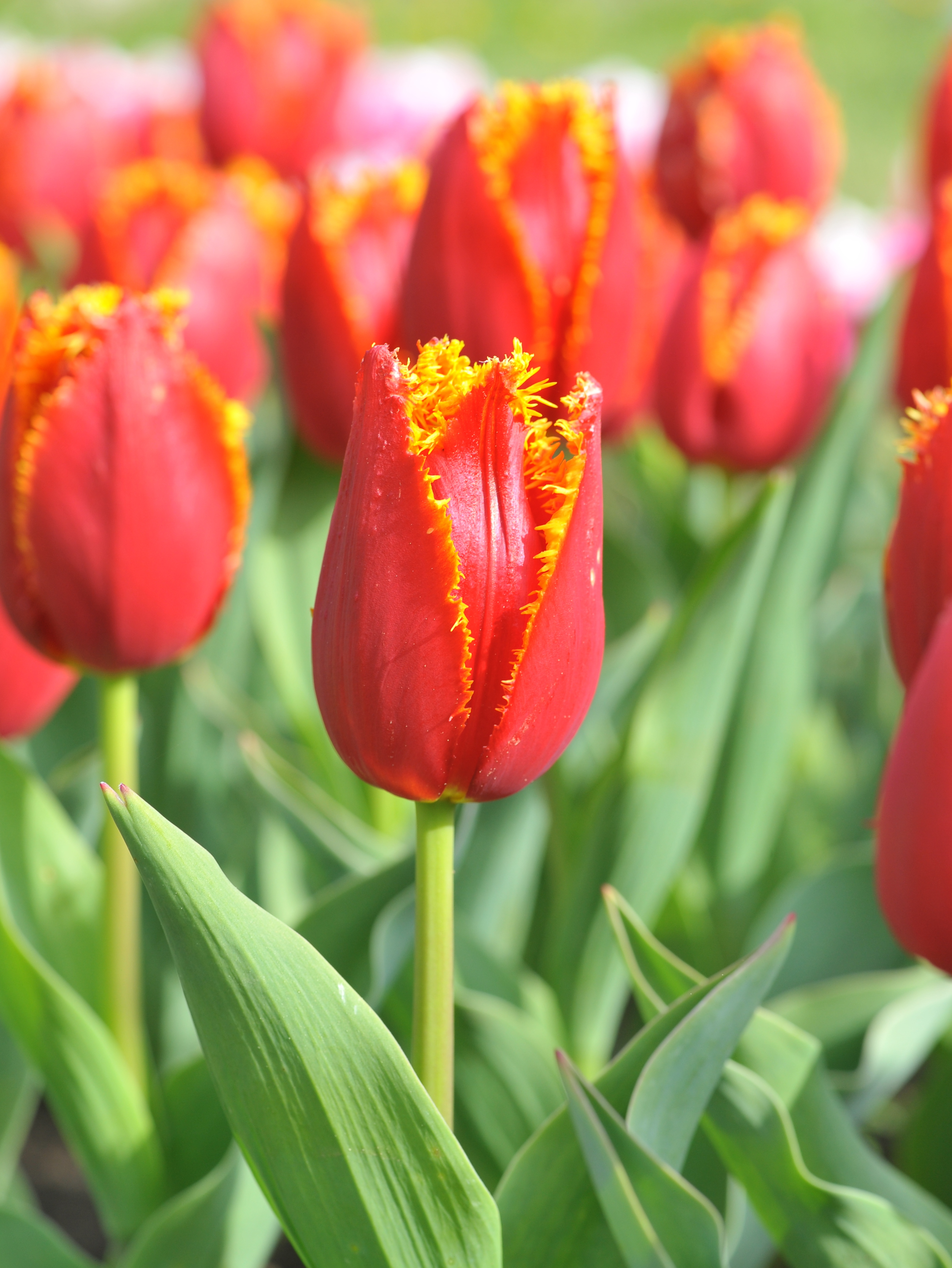 52515_Crispa-Tulpen Fabio Nahaufnahme einer roten Tulpe mit gelben, fransigen Blütenrändern in einem grünen Blumenbeet