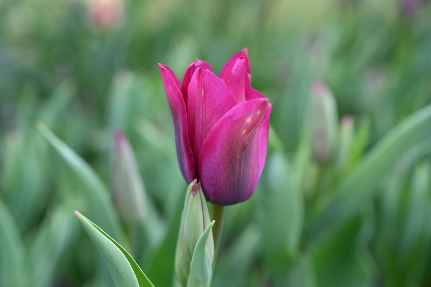 Nahaufnahme einer violett-magentafarbenen Tulpe mit teilweise geöffneten Blütenblättern vor unscharfem grünem Blattwerk