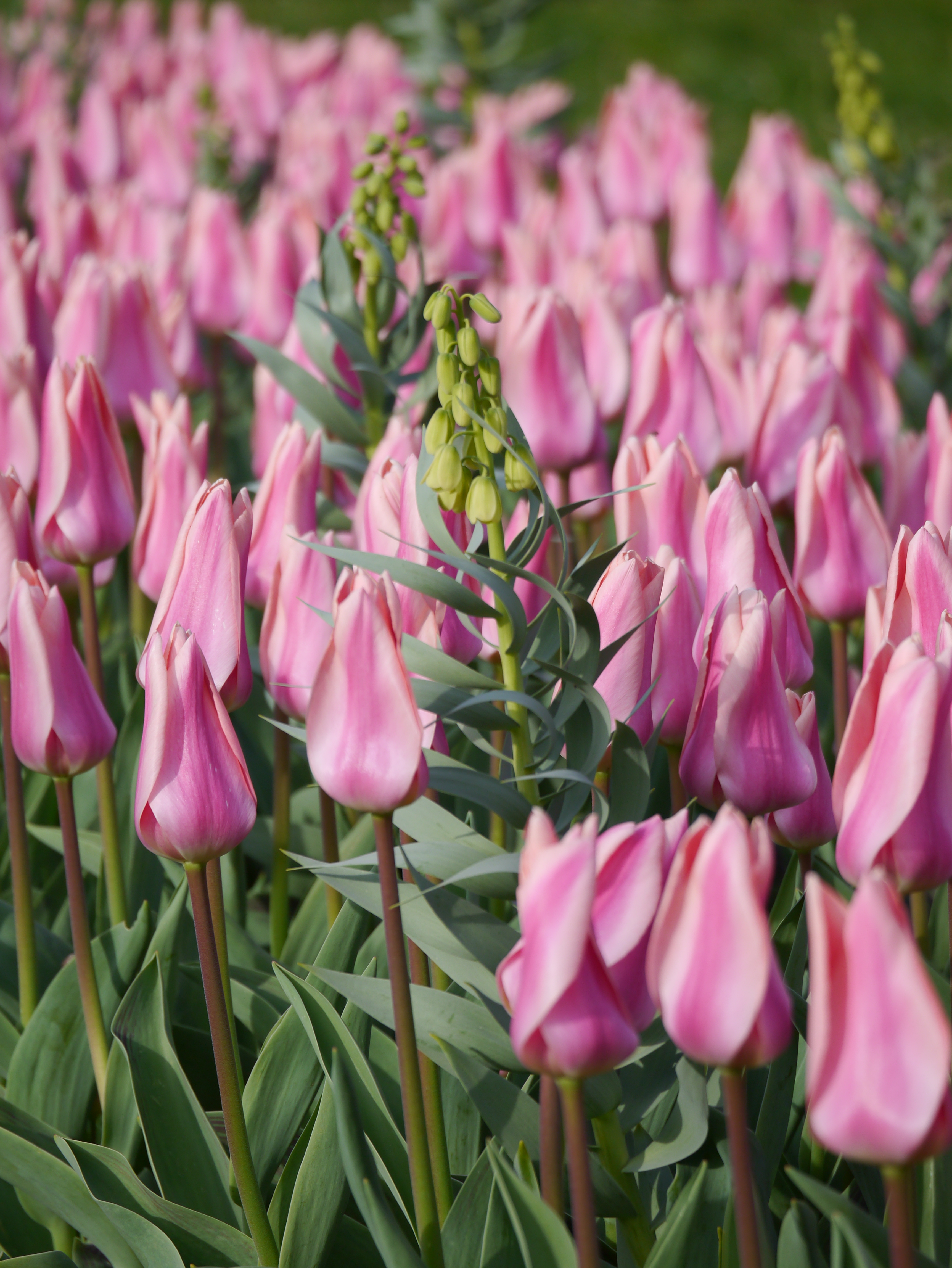 Nahaufnahme von rosa Tulpen in einem Beet mit grünen Blättern und einzelnen grünen Knospen