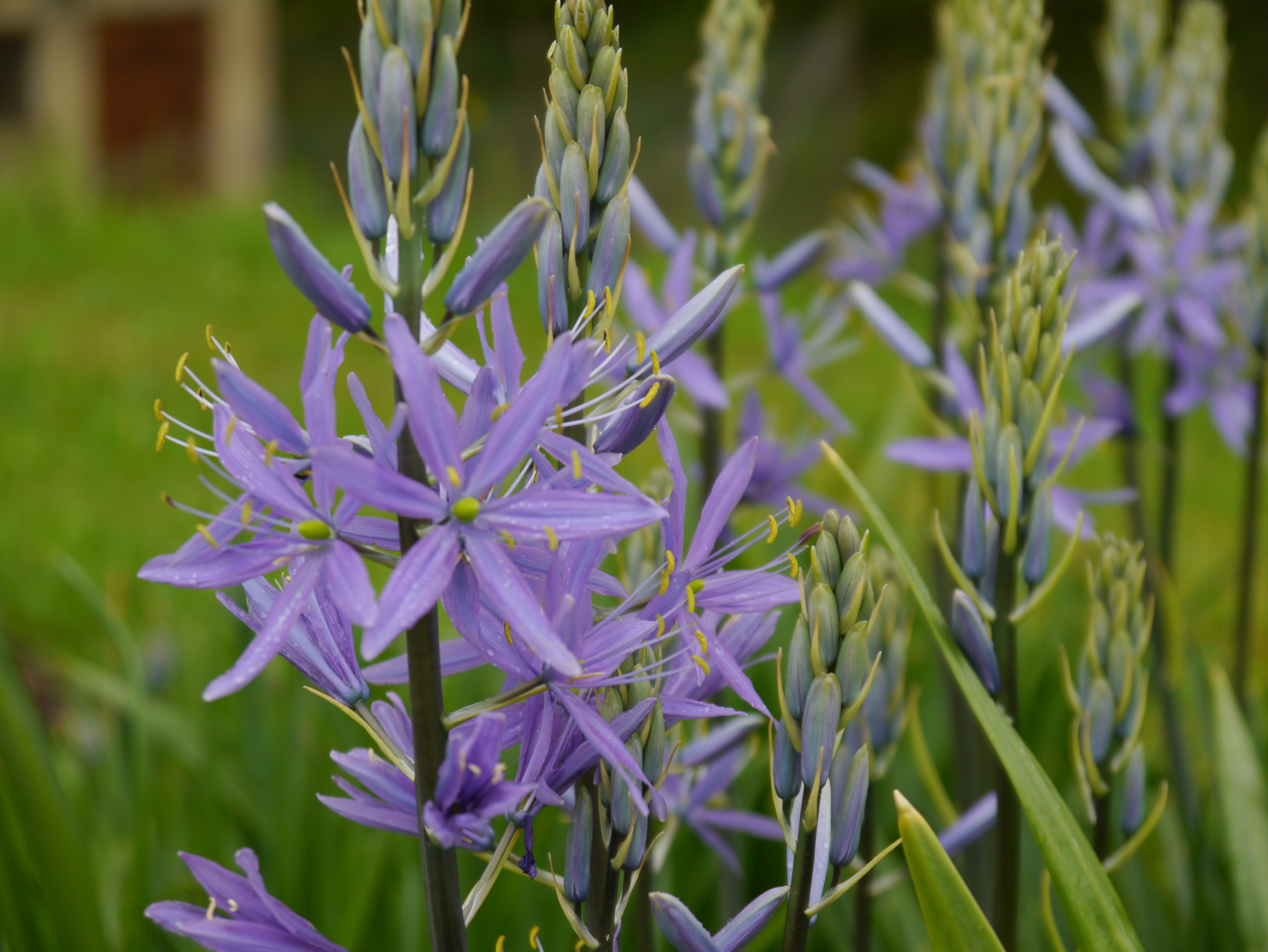 50033_Camasia leichtlinii Nahaufnahme von lila, sternförmigen Camassia-Blüten mit gelben Staubgefäßen, grünen Knospen und feuchten Blütenblättern vor unscharfem grünen Hintergrund