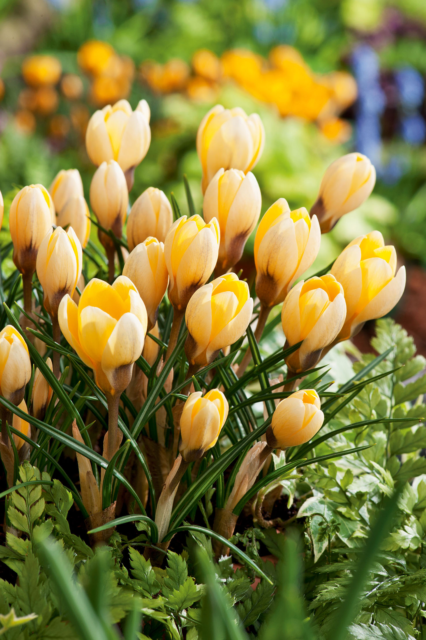 Nahaufnahme gelber Krokusse (Crocus) im Frühlingsbeet mit geöffneten und geschlossenen Blüten sowie grünem Laub